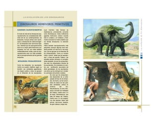 74
SUBORDEN: SAUROPODOMORFOS
El modo de vida de los dinosaurios sau-
ropodomorfos era completamente dife-
rente del de sus contemporáneos, los
terópodos. Aunque ambos eran sauris-
quios, o dinosaurios de “pelvis de lagar -
to”, los terópodos eran carnívoros bípe-
dos, mientras que los sauropodomorfos
eran en su mayor parte herbívoros cua-
drúpedos. Aun así, sus vidas estaban
indefectiblemente unidas, pues los sau-
ropodomorfos eran con toda probabili-
dad el principal alimento de los grandes
terópodos.
INFRAORDEN: PROSAURÓPODOS
Como los terópodos, los sauropodo-
morfos se pueden clasificar según su
tamaño. Las variedades gigantescas,
con largos cuellos y colas, se agrupan
en el infraorden de los saurópodos,
cuyo miembro más famoso es
Apatosaurus, previamente conocido
como Brontosaurus. Estos inofensivos
gigantes herbívoros vivieron durante
todo el Jurásico y el Cretácico y final-
mente conocieron el mismo destino que
los demás dinosaurios: la extinción
masiva.
Había también sauropodomorfos más
pequeños (aunque algunos eran bas-
tante grandes, de más de 9 m de longi-
tud), que se agrupan en el infraorden de
los prosaurópodos. Como su nombre
indica, vivieron “antes que los saurópo -
dos”, a fines del periodo Triásico. Las
actuales teorías rechazan el concepto,
antes aceptado, de que los prosaurópo-
dos eran los antepasados directos de
los saurópodos. Se consideran en cam-
bio una ramificación secundaria del
árbol genealógico de los saurópodos,
una rama que se extinguió por comple-
to a principios del periodo Jurásica.
Se cree que los prosaurópo-
dos descendían de un ante-
pasado del tipo de los terópo-
dos. De hecho, se han encon-
trado los restos de dos posi-
bles candidatos, ambos en
América del Sur.
Staurikosaurus, el único dino-
saurio conocido de mediados
del Triásico, medía unos 2 m
de largo; Herrerasaurus, que
data de finales del Triásico,
medía unos 3 m de longitud.
Los dos parecen haber sido
activos carnívoros bípedos,
de gran cabeza y larga cola.
DINOSAURIOS HERBÍVOROS PRIMITIVOS
LA EVOLUCIÓN DE LOS DINOSAURIOS
73
 