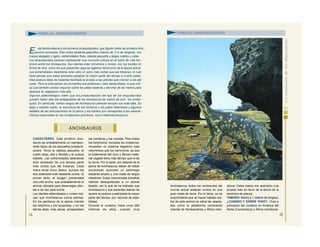 CARACTERES: Este primitivo dino-
saurio es probablemente un represen-
tante típico de los pequeños prosauró-
podos. Tenía la cabeza pequeña, el
cuello largo, alto y flexible y el cuerpo
esbelto. Las extremidades delanteras
eran alrededor de una tercera parte
más cortas que las traseras. Cada
mano tenía cinco dedos, aunque los
dos exteriores eran bastante cortos. El
primer dedo, el “pulgar”, presentaba
una uña ancha, que probablemente el
animal utilizada para desarraigar plan-
tas o tal vez para luchar.
Los dientes redondeados y romos indi-
can que Anchisaurus comía plantas.
En los pantanos de la época crecían
los helechos y los licopodios, y en las
tierras altas, más secas, prosperaban
las coníferas y las cícadas. Pero todos
los herbívoros, incluidos los modernos,
necesitan un sistema digestivo más
voluminoso que los carnívoros, ya que
el tratamiento del duro y fibroso mate-
rial vegetal lleva más tiempo que el de
la carne. Por lo tanto, por delante de la
pelvis de Anchisaurus deben de haber
encontrado acomodo un estómago
bastante amplio y una masa de largos
intestinos. Estas voluminosas entrañas
habrían desequilibrado a un animal
bípedo, por lo que se ha indicado que
Anchisaurus y sus parientes debían de
asumir la postura cuadrúpeda la mayor
parte del tiempo, por razones de esta-
bilidad.
Durante el Jurásico, hace unos 200
millones de años, cuando vivía
75
ANCHISAURUS
FAMILIA: ANQUISÁURIDOS
E sta familia abarca a los primeros prosaurópodos, que figuran entre los primeros dino -
saurios conocidos. Eran todos bastante pequeños (menos de 3 m de longitud), con
cuerpo alargado y ligero, extremidades finas, cabeza pequeña y largos cuellos y colas.
Los anquisáuridos parecen representar una incursión precoz en el estilo de vida her -
bívoro entre los dinosaurios. Sus dientes eran cilíndricos y romos, con los bordes en
forma de lima, como los que presentan algunos lagartos herbívoros de la época actual.
Las extremidades delanteras eran sólo un poco más cortas que las traseras, lo cual
hace pensar que estos animales pasaban la mayor parte del tiempo a cuarto patas.
Esta postura debe de haberles facilitado el acceso a las plantas que crecían a ras del
suelo. Pero la articulación de los tobillos era poderosa y bien desarrollada, lo que indi -
ca que también podían erguirse sobre las patas traseras y servirse de las manos para
alcanzar la vegetación más alta.
Algunos paleontólogos creen que los prosaurópodos del tipo de los anquisáuridos
pueden haber sido los antepasados de los dinosaurios de “pelvis de ave”, los ornitis -
quios. En particular, ciertos rasgos de Anchisaurus parecen encajar con esta idea. Su
largo y esbelto cuello, la estructura de los hombros y las patas delanteras y algunos
detalles de las articulaciones de la pelvis y los tobillos son semejantes a las caracte -
rísticas observadas en los ornitópodos primitivos, como Heterodontosaurus.
Anchisaurus, todos los continentes del
mundo actual estaban unidos en una
gran masa de tierra. Por lo tanto, no es
sorprendente que se hayan hallado res-
tos de este animal en sitios tan aparta-
dos como la plataforma continental
oriental de Norteamérica y África meri-
dional. Estos restos son asimismo una
prueba más en favor de la teoría de la
tectónica de placas.
TAMAÑO: Medía 2,1 metros de longitud.
¿CUÁNDO Y DÓNDE VIVIÓ?: Vivió a
principios del Jurásico en América del
Norte (Connecticut) y África meridional.
FAMILIA: ANQUISÁURIDOS
76
 