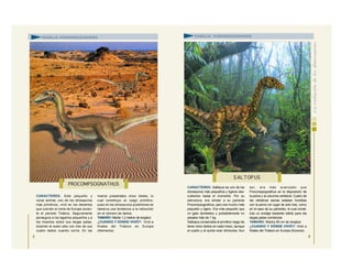 CARACTERES: Este pequeño y
voraz animal, uno de los dinosaurios
más primitivos, vivió en los desiertos
que cubrían el norte de Europa duran-
te el periodo Triásico. Seguramente
perseguía a los lagartos pequeños y a
los insectos sobre sus largas patas,
tocando el suelo sólo con tres de sus
cuatro dedos cuando corría. En las
manos presentaba cinco dedos, lo
cual constituye un rasgo primitivo,
pues en los dinosaurios posteriores se
observa una tendencia a la reducción
en el número de dedos.
TAMAÑO: Medía 1,2 metros de longitud.
¿CUÁNDO Y DÓNDE VIVIÓ?: Vivió a
finales del Triásico en Europa
(Alemania).
5
CARACTERES: Saltopus es uno de los
dinosaurios más pequeños y ligeros des-
cubiertos hasta el momento. Por su
estructura, era similar a su pariente
Procompsognathus, pero era mucho más
pequeño y ligero. Era más pequeño que
un gato doméstico y probablemente no
pesaba más de 1 kg.
Saltopus conservaba el primitivo rasgo de
tener cinco dedos en cada mano, aunque
el cuarto y el quinto eran diminutos. Aun
así, era más avanzado que
Procompsognathus en la disposición de
la pelvis y la columna vertebral. Cuatro de
las vértebras sacras estaban fundidas
con la pelvis (en lugar de sólo tres, como
en el caso de su pariente), lo cual consti-
tuía un anclaje bastante sólido para las
largas patas corredoras.
TAMAÑO: Medía 60 cm de longitud.
¿CUÁNDO Y DÓNDE VIVIÓ?: Vivió a
finales del Triásico en Europa (Escocia).
PROCOMPSOGNATHUS
S ALTOP US
FAMILIA PODOKESÁURIDOS FAMILIA PODOKESÁURIDOS
6
 