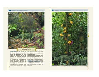 CARACTERES: El más pequeño de
los dinosaurios conocidos recibió el
nombre de “lagarto-ratón” en 1979,
cuando se descubrió al sur de
Argentina una nidada de diminutas
crías perfectamente formadas. Junto a
los esqueletos se encontraron dos
huevos casi intactos, de apenas 25
mm de longitud en el eje mayor. El
mayor de los esqueletos de Mussaurus
medía apenas 20 cm de longitud. Tenía
cabeza grande, grandes ojos y cuello
corto, rasgos corrientes en un animal
joven, que no está todavía completa-
mente desarrollado.
Los paleontólogos consideran que el
Mussaurus adulto alcanzaba unos 3 m
de longitud, con las proporciones cor-
porales típicas de los prosaurópodos.
TAMAÑO: Medía 3 metros de longitud.
¿CUÁNDO Y DÓNDE VIVIÓ?: Vivió
desde finales del Triásico hasta princi-
pios del Jurásico en América del Sur
(Argentina).
83
MUSSAURUS
FAMILIA: PLATEOSÁURIDOS
84
FAMILIA: PLATEOSÁURIDOS
 