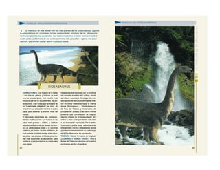 CARACTERES: Los huesos de la patas
y las cinturas pélvica y torácica de este
enorme prosaurópodo eran mucho más
robustos que los de sus parientes, los pla-
teosáuridos. Esto indica que se trataba de
un “cuadrúpedo obligatorio”, es decir, de
un animal que sólo podía caminar a cuatro
patas para sostener la enorme mole del
cuerpo.
El esqueleto presentaba las correspon-
dientes modificaciones. Los huesos de las
patas eran gruesos y sólidos, y estaban
situados verticalmente por debajo del tron-
co. La pelvis estaba unida a la columna
vertebral por medio de tres vértebras, lo
cual confería un sólido anclaje a las robus-
tas patas. Las propias vértebras presenta-
ban más superficies de articulación, para
contribuir a que la columna se mantuviera
más rígida.
Riojasaurus fue bautizado por la provincia
del noroeste argentino de La Rioja, donde
se hallaron sus restos. Otros grandes pro-
saurópodos de estructura semejante vivie-
ron en África meridional hacia la misma
época: Roccosaurus y Thotobolosaurus,
de fines del Triásico, y Vulcanodon, de
principios del Jurásico. Este último animal
presenta una combinación de rasgos,
algunos propios de un prosaurópodo “pri -
mitivo” y otros correspondientes más bien
a un “avanzado” saurópodo. Por lo tanto,
Vulcanodon podría estar estrechamente
emparentado con los antepasados de los
gigantescos ramoneadores de cuello largo
de la Era Mesozoica, los saurópodos.
TAMAÑO: Medía 10 metros de longitud.
¿CUÁNDO Y DÓNDE VIVIÓ?: Vivió a
finales del Triásico a principios del Jurásico
en América del Sur (Argentina).
85
FAMILIA: MELANORROSÁURIDOS
L os miembros de esta familia eran los más grandes de los prosaurópodos. Algunos
paleontólogos los consideran incluso representantes primitivos de los dinosaurios
herbívoros gigantes, los saurópodos. Los melanorrosáuridos andaban exclusivamente a
cuatro patas, a diferencia de sus contemporáneos más pequeños y ligeros, los anqui -
sáuridos, que también podían asumir la postura bípeda.
86
FAMILIA: PLATEOSÁURIDOS
RIOJASAURUS
 