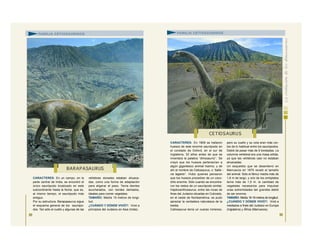 CARACTERES: En un campo, en la
parte central de India, se encontró el
único saurópodo localizado en este
subcontinente hasta la fecha, que es,
al mismo tiempo, el saurópodo más
antiguo.
Por su estructura, Barapasaurus sigue
el esquema general de los saurópo-
dos. Tan sólo el cuello y algunas de las
vértebras dorsales estaban ahueca-
das, como una forma de adaptación
para aligerar el peso. Tenía dientes
acucharados, con bordes dentados,
ideales para comer vegetales.
TAMAÑO: Medía 15 metros de longi-
tud.
¿CUÁNDO Y DÓNDE VIVIÓ?: Vivió a
principios del Jurásico en Asia (India).
89
CARACTERES: En 1809 se hallaron
huesos de este enorme saurópodo en
el condado de Oxford, en el sur de
Inglaterra, 32 años antes de que se
inventara la palabra “dinosaurio”. Se
creyó que los huesos pertenecían a
algún gigantesco animal marino, y de
ahí el nombre de Cetiosaurus, o “balle -
na lagarto”. Hubo quienes pensaron
que los huesos procedían de un coco-
drilo enorme. Sólo cuando se encontra-
ron los restos de un saurópodo similar,
Haplocanthosaurus, entre las rocas de
fines del Jurásico situadas en Colorado,
en el oeste de Norteamérica, se pudo
apreciar la verdadera naturaleza de la
bestia.
Cetiosaurus tenía un cuerpo inmenso,
pero su cuello y su cola eran más cor-
tos de lo habitual entre los saurópodos.
Debió de pesar más de 9 toneladas. La
columna vertebral era una masa sólida,
ya que las vértebras casi no estaban
ahuecadas.
Un esqueleto que se desenterró en
Marruecos en 1979 reveló el tamaño
del animal. Sólo el fémur medía más de
1,8 m de largo, y uno de los omóplatos
tenía más de 1,5 m. la cantidad de
vegetales necesarios para impulsar
unas extremidades tan grandes debió
de ser enorme.
TAMAÑO: Medía 16-18 metros de longitud.
¿CUÁNDO Y DÓNDE VIVIÓ?: Vivió a
mediados a fines del Jurásico en Europa
(Inglaterra) y África (Marruecos).
BARAPASAURUS
CETIOSAURUS
FAMILIA CETIOSÁURIDOS FAMILIA CETIOSÁURIDOS
90
 