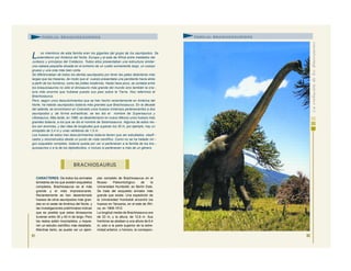 CARACTERES: De todos los animales
terrestres de los que existen esqueletos
completos, Brachiosaurus es el más
grande y el más impresionante.
Recientemente se han desenterrado
huesos de otros saurópodos más gran-
des en el oeste de América del Norte, y
las investigaciones preliminares indican
que es posible que estos dinosaurios
tuvieran entre 30 y 40 m de largo. Pero
los restos están incompletos, y requie-
ren un estudio científico más detallado.
Mientras tanto, se puede ver un ejem-
plar completo de Brachiosaurus en el
Museo Paleontológico de la
Universidad Humboldt, en Berlín Este.
Se trata del esqueleto armado más
grande que existe. Una expedición de
la Universidad Humboldt encontró los
huesos en Tanzania, en el este de Áfri-
ca, en 1908-1912.
La longitud media de Brachiosaurus era
de 23 m, y la altura, de 12,6 m. Sus
hombros se alzaban a una altura de 6,4
m; sólo a la parte superior de la extre-
midad anterior, o húmero, le correspon-
91
FAMILIA: BRAQUIOSÁURIDOS
L os miembros de esta familia eran los gigantes del grupo de los saurópodos. Se
extendieron por América del Norte, Europa y el este de África entre mediados del
Jurásico y principios del Cretácico. Todos ellos presentaban una estructura similar:
una cabeza pequeña situada en el extremo de un cuello sumamente largo, un cuerpo
grueso y una cola más bien corta.
Se diferenciaban de todos los demás saurópodos por tener las patas delanteras más
largas que las traseras, de modo que el cuerpo presentaba una pendiente hacia atrás
a partir de los hombros, como las jirafas modernas. Hasta hace poco, se contaba entre
los braquiosaurios no sólo el dinosaurio más grande del mundo sino también la cria -
tura más enorme que hubiese puesto sus pies sobre la Tierra. Nos referimos al
Brachiosaurus.
Pero, según unos descubrimientos que se han hecho recientemente en América del
Norte, ha habido saurópodos todavía más grandes que Brachiosaurus. En la década
del setenta, se encontraron en Colorado unos huesos inmensos pertenecientes a dos
saurópodos y, de forma extraoficial, se les dio el nombre de Supersaurus y
Ultrasaurus. Más tarde, en 1986, se desenterraron en nuevo México unos huesos más
grandes todavía, a los que se dio el nombre de Seismosaurus. Algunos de estos res -
tos son enormes, y dan idea de longitudes que superan los 30 m. por ejemplo, hay un
omóplato de 2,4 m y unas vértebras de 1,5 m.
Los huesos de estos tres descubrimientos todavía tienen que ser estudiados, clasifi -
cados y reconstruidos desde un punto de vista científico. Como no se ha hallado nin -
gún esqueleto completo, todavía queda por ver si pertenecen a la familia de los bra -
quiosaurios o a la de los diplodócidos, o incluso si pertenecen a más de un género.
92
BRACHIOSAURUS
FAMILIA: BRAQUIOSÁURIDOS
 