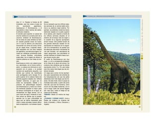 dían 2,1 m. Pesaba la friolera de 80
toneladas, casi tres veces el peso de
otro saurópodo gigantesco,
Apatosaurus (= Brontosaurus), o el
equivalente a doce machos del elefan-
te africano moderno.
El secreto para soportar un cuerpo tan
enorme residía en la construcción de la
columna vertebral de Brachiosaurus.
De los lados de cada vértebra se habí-
an vaciado grandes trozos de hueso,
con lo cual se obtenía una estructura
transversal con forma de ancla, forma-
da por capas finas y soportes óseos.
Este esqueleto era una obra maestra
de ingeniería: una estructura ligera, for-
mada por vértebras sumamente pode-
rosa, aunque flexibles, articuladas
todas ellas, con el objeto de ofrecer la
máxima potencia en las líneas de ten-
sión.
Brachiosaurus tenía una cabeza grue-
sa y abombada, con el hocico ancho y
plano. La cabeza era diminuta en com-
paración con el cuerpo, y la cavidad
cerebral era igualmente pequeña. Los
dientes que cubrían las mandíbulas
eran puntiagudos como clavijas. En la
parte superior de la cabeza había dos
grandes agujeros nasales (los “orificios
nasales” externos), al igual que en
todos los saurópodos. Debido a su
posición, los paleontólogos creyeron
que Brachiosaurus y todos sus inmen-
sos familiares pasaban la mayor parte
del tiempo sumergidos en el agua, ali-
mentándose de algas tiernas, con la
nariz fuera del agua, inhalando el aire.
Pero ahora se admite que la presión
ejercida por la gran profundidad de
agua que se habría necesitado para
cubrir a estos animales hubiera dificul-
tado la respiración, o la hubiese imposi-
bilitado.
No es necesario que los orificios nasa-
les carnosos de un animal estén próxi-
mos a su abertura nasal externa. Por
ejemplo, los elefantes modernos tienen
aberturas nasales en la parte superior
de la cabeza, pero respiran a través de
los orificios carnosos situados en el
extremo de la trompa. Esto da origen a
la cuestión de si algunos saurópodos
tenían trompa. Otra posible función de
las grandes aberturas nasales de los
saurópodos se relaciona con la regula-
ción de la temperatura, es posible que
las aberturas estuvieran recubiertas de
una piel húmeda, con abundancia de
vasos sanguíneos, que permitieran al
animal mantener el cerebro fresco aun-
que hiciera mucho calor.
El cuello de Brachiosaurus era muy
largo, y a él le correspondía alrededor
de la mitad de la altura del animal. No
contenía más vértebras que los demás
saurópodos (entre 12 y 19), pero todas
eran tres veces más largas que las vér-
tebras dorsales.
Un rasgo poco común de los saurópo-
dos (pero característico de la familia de
los braquiosaurios) era que las patas
delanteras eran más largas que las tra-
seras. De este modo, todo el cuerpo se
inclinaba hacia atrás, a partir del punto
más alto, que eran los hombros, como
ocurre con las jirafas modernas, con lo
cual el largo cuello del animal llegaba
aún más lejos, hasta el follaje de las
copas de los árboles.
TAMAÑO: Medía 23 metros de longi-
tud.
¿CUÁNDO Y DÓNDE VIVIÓ?: Vivió a
finales del Jurásico en América del
Norte (Colorado) y África (Tanzania y
Argelia).
93
FAMILIA: BRAQUIOSÁURIDOS
94
FAMILIA: BRAQUIOSÁURIDOS
 