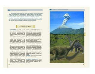CARACTERES: Es probable que este
ubicuo saurópodo errase en manadas
por las llanuras tropicales húmedas
que cubrían la parte occidental de
América del Norte durante el periodo
Jurásico.
Quizá sus dientes, pesados y acucha-
rados, se dedicaran a cortar plantas
fibrosas, como los helechos y las
“colas de caballo” o equisetos. Y tal vez
llegara hasta las ramas inferiores de
las coníferas, arrancando grandes
bocados de hojas ásperas y acicula-
das.
Camarasaurus tenía enormes abertu-
ras nasales en la parte superior del
cráneo. Debido a su tamaño y a la bre-
vedad facial del animal, algunos pale-
ontólogos han supuesto que este sau-
rópodo tenía una trompa, como la del
elefante moderno, y que la utilizaba de
la misma manera. Sin embargo, otros
científicos creen que estas grandes
aberturas nasales servían para refres-
car el cerebro Brachiosaurus.
Se han hallado restos de ejemplares
jóvenes en compañía de
Camarasaurus adultos, en la misma
secuencia de rocas (conocida con el
nombre de Formación Morrison), en el
oeste de Estados Unidos. De esto se
desprende que los jóvenes viajaban
con la manada, quizás en largas migra-
ciones, si los animales se veían obliga-
dos a buscar alimento en otros lugares.
Es posible que estas migraciones fue-
sen necesarias a causa de las sequías
periódicas que caracterizaban los
terrenos jurásicos tropicales.
Otro indicio de su forma de vida apare-
ce en los montículos de guijarros que
se conservan, aislados, en las mismas
rocas. Es posible que sean las piedras
estomacales regurgitadas que traga-
ban muchos saurópodos, incluidos los
Camarasaurus, para facilitar la tarea
de moler sus ásperos alimentos vege-
tales. Muchas aves modernas tragan
tanto que ya no sirven para facilitar la
digestión, las regurgitan y buscan otras
nuevas.
TAMAÑO: Podía alcanzar un tamaño
de 2 metros de longitud.
¿CUÁNDO Y DÓNDE VIVIÓ?: Vivió a
finales del Jurásico en América del
Norte (Colorado, Oklahoma, Utah y
Wyoming).
95
CAMARASAURUS
FAMILIA: CAMARASÁURIDOS
L os integrantes de esta familia eran mucho más pequeños que sus contemporáne -
os, los braquiosaurios y los diplodócidos. Tenían el cuello y la cola más cortos, y
el cráneo más alto, con un hocico más romo. También los dientes eran bastante dife -
rentes de los de los demás saurópodos; eran largos, acucharados y salientes.
Todas estas características sugieren que los camarasaurios se alimentaban de vege -
tales distintos que los saurópodos de mayor tamaño que habitaban en las proximida -
des, y de este modo no competían con ellos por los mismos alimentos.
96
FAMILIA: CAMARASÁURIDOS
 