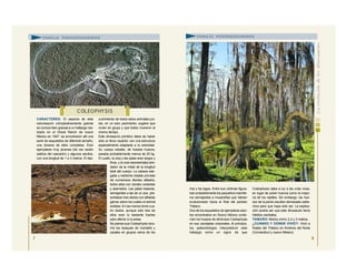 CARACTERES: El aspecto de este
celurosaurio comparativamente grande
se conoce bien gracias a un hallazgo rea-
lizado en el Ghost Ranch de nuevo
México en 1947. se encontraron allí una
serie de esqueletos de diferente tamaño,
una docena de ellos completos. Eran
ejemplares muy jóvenes (tal vez recién
salidos del cascarón) y algunos adultos,
con una longitud de 1 a 3 metros. El des-
cubrimiento de todos estos animales jun-
tos, en un solo yacimiento, sugiere que
vivían en grupo y que todos murieron al
mismo tiempo.
Este dinosaurio primitivo debe de haber
sido un feroz cazador, con una estructura
especialmente adaptada a la velocidad.
Su cuerpo esbelto, de huesos huecos,
pesaba probablemente menos de 25 kg.
El cuello, la cola y las patas eran largos y
finos, y la cola representaba alre-
dedor de la mitad de la longitud
total del cuerpo. La cabeza alar-
gada y estrecha estaba provista
de numerosos dientes afilados,
todos ellos con bordes cortantes
y aserrados. Las patas traseras,
semejantes a las de un ave, pre-
sentaban tres dedos con afiladas
garras sobre los cuales el animal
andaba. En las manos tenía cua-
tro dedos, aunque sólo tres de
ellos eran lo bastante fuertes
para aferrar a la presa.
Se piensa que Coelophysis reco-
rría los bosques de montaña y
cazaba en grupos cerca de los
7
C OLEOPHYSIS
FAMILIA PODOKESÁURIDOS
ríos y los lagos. Entre sus víctimas figura-
ban probablemente los pequeños mamífe-
ros semejantes a musarañas que habían
evolucionado hacia el final del periodo
Triásico.
Dos de los esqueletos de ejemplares adul-
tos encontrados en Nuevo México conte-
nían los huesos de diminutos Coelophysis
en sus cavidades corporales. Al principio,
los paleontólogos interpretaron este
hallazgo como un signo de que
Coelophysis daba a luz a las crías vivas,
en lugar de poner huevos como la mayo-
ría de los reptiles. Sin embargo, los hue-
sos de la pelvis resultan demasiado estre-
chos para que haya sido así. La explica-
ción podría ser que este dinosaurio tenía
hábitos canibales.
TAMAÑO: Medía entre 2,4 y 3 metros.
¿CUÁNDO Y DÓNDE VIVIÓ?: Vivió a
finales del Triásico en América del Norte
(Connecticut y nuevo México).
FAMILIA PODOKESÁURIDOS
8
 