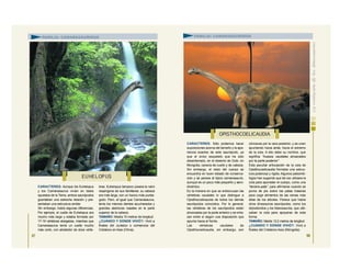 CARACTERES: Aunque los Euhelopus
y los Camarasaurus vivían en lados
opuestos de la Tierra, ambos saurópodos
guardaban una estrecha relación y pre-
sentaban una estructura similar.
Sin embargo, había algunas diferencias.
Por ejemplo, el cuello de Euhelopus era
mucho más largo y estaba formado por
17-19 vértebras alargadas, mientras que
Camarasaurus tenía un cuello mucho
más corto, con alrededor de doce vérte-
bras. Euhelopus tampoco poseía la nariz
respingona de sus familiares; su cabeza
era más larga, con un hocico más puntia-
gudo. Pero, al igual que Camarasaurus,
tenía los mismos dientes acucharados y
grandes aberturas nasales en la parte
superior de la cabeza.
TAMAÑO: Medía 15 metros de longitud.
¿CUÁNDO Y DÓNDE VIVIÓ?: Vivió a
finales del Jurásico o comienzos del
Cretácico en Asia (China).
97
CARACTERES: Sólo podemos hacer
suposiciones acerca del tamaño y la apa-
riencia exactos de este saurópodo, ya
que el único esqueleto que ha sido
desenterrado, en el desierto de Gobi, en
Mongolia, carecía de cuello y de cabeza.
Sin embargo, el resto del cuerpo se
encuentra en buen estado de conserva-
ción y se parece al típico camarasaurio,
aunque es un poco más pequeño y aero-
dinámico.
Es la manera en que se entrecruzan las
vértebras caudales lo que distingue a
Opisthocoelicaudia de todos los demás
saurópodos conocidos. Por lo general,
las vértebras de los saurópodos están
ahuecadas por la parte anterior y se enla-
zan entre sí según una disposición que
apunta hacia el frente.
Las vértebras caudales de
Opisthocoelicaudia, sin embargo, son
cóncavas por la cara posterior, y se unen
apuntando hacia atrás, hacia el extremo
de la cola. A ello debe su nombre, que
significa “huesos caudales ahuecados
por la parte posterior”.
Esta peculiar articulación de la cola de
Opisthocoelicaudia formaba una estruc-
tura poderosa y rígida. Algunos paleontó-
logos han sugerido que tal vez utilizara la
cola para apuntalar el cuerpo, como una
“tercera pata”, para afirmarse cuando se
ponía de pie sobre las patas traseras
para coge alimentos de las ramas más
altas de los árboles. Parece que había
otros dinosaurios saurópodos, como los
diplodócidos y los titanosaurios, que utili-
zaban la cola para apoyarse de esta
forma.
TAMAÑO: Medía 12,2 metros de longitud.
¿CUÁNDO Y DÓNDE VIVIÓ?: Vivió a
finales del Cretácico Asia (Mongolia).
EUHELOP US
OPISTHOCOELICAUDIA
FAMILIA: CAMARASÁURIDOS FAMILIA: CAMARASÁURIDOS
98
 