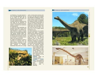 que Diplodocus. Se puede apreciar el
error en las patas delanteras: sólo uno
de los dedos de cada pata de
Diplodocus tenía forma de garra, y no
tres, como muestra el dibujo.
Las patas traseras de Diplodocus eran
más largas que las delanteras, tal
como ocurría en la mayoría de los sau-
rópodos, a excepción de la familia de
los braquiosaurios.
El cuerpo del animal presentaba una
pendiente hacia atrás, a partir de las
elevadas caderas. Las vértebras dor-
sales inferiores, la cadera y la parte
superior de la cola habían desarrollado
unas espinas verticales largas, que
probablemente sirvieran como puntos
de inserción para los fuertes músculos
que permitían el movimiento de un
cuello y una cola tan enormes.
Es posible que Diplodocus tuviera la
costumbre de apoyarse sobre las
patas traseras, arqueando la cola
hasta convertirla en una “tercera pata”,
para mantener el equilibrio.
Estirándose hacia arriba con su largo
cuello, el animal podía ramonear entre
los conos y las hojas de las coníferas
que salpicaban el paisaje del Jurásico.
Como ocurre en la actualidad, en las
partes de África donde se congregan
las manadas de jirafas, los árboles de
hace 150 millones de años debían de
presentar una “línea de ramoneo”, por
debajo de la cual la mayor parte de las
hojas habían sido arrancadas. Pero
esta línea que ahora se sitúa a una
altura de 6 m en el Jurásico habría
alcanzado los 15 m.
Los únicos predadores con el tamaño
suficiente para atacar a Diplodocus
habrían sido los miembros de la familia
de los alosaurios, como Allosaurus,
que llegaba a pesar 2 toneladas. Las
únicas armas de que disponía
Diplodocus contra un carnívoro tan
poderoso eran su cola y sus patas
delanteras, sumadas a su corpulencia.
La cola, larga y flexible, impulsada por
sus enormes músculos dorsales, debía
de cubrir una superficie bastante
amplia en torno al animal; el extremo,
como un látigo, habrá sido
capaz de sacudir a cual-
quier predador. A lo mejor
también utilizaba el truco
de elevarse sobre las
patas traseras para aplas-
tar al atacante con las
patas delanteras.
TAMAÑO: Medía 26
metros de longitud.
¿CUÁNDO Y DÓNDE
VIVIÓ?: Vivió a finales del
Jurásico en América del
Norte (Colorado,
Montana, Utah y
Wyoming).
101
FAMILIA: DIPLODÓCIDOS
102
FAMILIA: DIPLODÓCIDOS
 