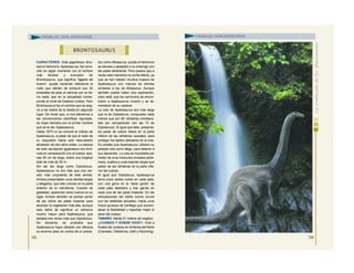 CARACTERES: Este gigantesco dino-
saurio herbívoro, Apatosaurus, fue cono-
cido en algún momento con el nombre
más familiar y evocador de
Brontosaurus, que significa “lagarto de
trueno”, quizás haciendo referencia al
ruido que debían de producir sus 30
toneladas de peso al caminar por su tie-
rra natal, que en la actualidad corres-
ponde al norte de Estados Unidos. Pero
Brontosaurus fue el nombre que se asig-
nó a los restos de la bestia en segundo
lugar. De modo que, si nos atenemos a
las convenciones científicas rigurosas,
es mejor llamarla con el primer nombre
que se le dio: Apatosaurus.
Hasta 1975 no se conoció el cráneo de
Apatosaurus, a pesar de que el resto de
su esqueleto había sido descubierto
alrededor de cien años antes. La cabeza
de este saurópodo gigantesco era dimi-
nuta en comparación con el cuerpo: ape-
nas 55 cm de largo, sobre una longitud
total de más de 20 m.
Sin ser tan largo como Diplodocus,
Apatosaurus no era más que una ver-
sión más corpulenta de este animal.
Ambos presentaban unos dientes largos
y delgados, que sólo crecían en la parte
anterior de la mandíbula. Cuando se
gastaban, aparecían otros nuevos en su
lugar. Ambos también se podían poner
de pie sobre las patas traseras para
alcanzar la vegetación más alta, aunque
esto debió de significar un esfuerzo
mucho mayor para Apatosaurus, que
pesaba tres veces más que Diplodocus.
No obstante, es probable que
Apatosaurus haya utilizado con eficacia
su enorme peso en contra de un preda-
dor como Allosaurus: quizás el herbívoro
se elevara y aplastara a su enemigo con
las patas delanteras. Pero parece que a
veces esta maniobra no surtía efecto, ya
que se han hallado muchos huesos de
Apatosaurus con marcas de dientes
similares a los de Allosaurus. Aunque
también puede haber otra explicación,
claro está: que los carnívoros se encon-
traran a Apatosaurus muerto y se ali-
mentaran de su cadáver.
La cola de Apatosaurus era más larga
que la de Diplodocus, compuesta nada
menos que por 82 vértebras entrelaza-
das (en comparación con las 73 de
Diplodocus). Al igual que éste, presenta-
ba pares de calzos óseos en la parte
inferior de las vértebras caudales, para
proteger los tejidos delicados de la cola.
Es posible que Apatosaurus utilizara su
pesada cola como látigo, para detener a
sus atacantes. La cola se impulsaba por
medio de unos músculos dorsales pode-
rosos, sujetos a unas espinas largas que
salían de las vértebras de la parte infe-
rior del cuerpo.
Al igual que Diplodocus, Apatosaurus
tenía cinco dedos cortos en cada pata,
con una garra en el “dedo gordo” de
cada pata delantera y tres garras en
cada una de las patas traseras. En las
articulaciones del tobillo (como ocurre
con los elefantes actuales), había unos
trozos gruesos de cartílago que aumen-
taban la flexibilidad y repartían mejor el
peso del cuerpo.
TAMAÑO: Medía 21 metros de longitud.
¿CUÁNDO Y DÓNDE VIVIÓ?: Vivió a
finales del Jurásico en América del Norte
(Colorado, Oklahoma, Utah y Wyoming).
103
BRONTOSAURU S
FAMILIA: DIPLODÓCIDOS
104
FAMILIA: DIPLODÓCIDOS
 