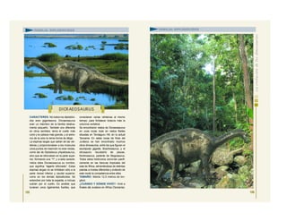 CARACTERES: No todos los diplodóci-
dos eran gigantescos. Dicraeosaurus
eran un miembro de la familia relativa-
mente pequeño. También era diferente
en otros sentidos: tenía el cuello más
corto y la cabeza más grande, y el extre-
mo de la cola no tenía forma de látigo.
La espinas largas que salían de las vér-
tebras y proporcionaban a los músculos
unos puntos de inserción no eran rectas,
como las de Diplodocus yApatosaurus,
sino que se bifurcaban en la parte supe-
rior, formando una “Y”, y a esta caracte-
rística debe Dicraeosaurus su nombre,
que significa “lagarto bifurcado”. Estas
espinas largas no se limitaban sólo a la
parte dorsal inferior y caudal superior,
como en los demás diplodócidos. Se
extendían por toda la espalda, e incluso
subían por el cuello. Es posible que
tuvieran unos ligamentos fuertes, que
conectaran varias vértebras al mismo
tiempo, para fortalecer todavía más la
columna vertebral.
Se encontraron restos de Dicraeosaurus
en unas rocas ricas en restos fósiles
situadas en Tendaguru Hill, en la actual
Tanzania. En estas rocas de fines del
Jurásico se han encontrado muchos
otros dinosaurios, entre los que figuran el
saurópodo gigante, Brachiosaurus, y el
dinosaurio recubierto de placas,
Kentrosaurus, pariente de Stegosaurus.
Todos estos herbívoros convivían pacífi-
camente en las llanuras tropicales del
este de África, alimentándose de distintas
plantas a niveles diferentes y evitando de
este modo la competencia entre ellos.
TAMAÑO: Medía 12,5 metros de lon-
gitud.
¿CUÁNDO Y DÓNDE VIVIÓ?: Vivió a
finales del Jurásico en África (Tanzania).
105
DICR AEOSAURUS
FAMILIA: DIPLODÓCIDOS
106
FAMILIA: DIPLODÓCIDOS
 
