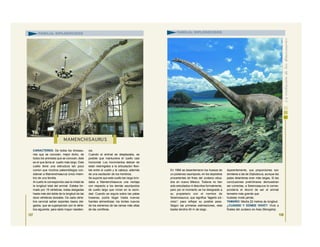 CARACTERES: De todos los dinosau-
rios que se conocen, mejor dicho, de
todos los animales que se conocen, éste
es el que tenía el cuello más largo. Este
cuello tiene una estructura tan poco
común que muchos paleontólogos con-
sideran a Mamenchisaurus único miem-
bro de una familia.
Al cuello le correspondía casi la mitad de
la longitud total del animal. Estaba for-
mado por 19 vértebras, todas alargadas
hasta más del doble de la longitud de las
doce vértebras dorsales. De cada vérte-
bra cervical salían soportes óseos del-
gados, que se superponían con la vérte-
bra siguiente, para darle mayor resisten-
cia.
Cuando el animal se desplazaba, es
posible que mantuviera el cuello casi
horizontal. Los movimientos debían de
estar restringidos a la articulación flexi-
ble entre el cuello y la cabeza, además
de una oscilación de los hombros.
Se supone que este cuello tan largo brin-
daba a Mamenchisaurus una ventaja
con respecto a los demás saurópodos
de cuello largo que vivían en la vecin-
dad. Cuando se erguía sobre las patas
traseras, podía llegar hasta nuevas
fuentes alimenticias: los brotes nuevos
de los extremos de las ramas más altas
de las coníferas.
107
MAMENCHISAURU S
FAMILIA: DIPLODÓCIDOS
En 1986 se desenterraron los huesos de
un poderoso saurópodo, en los depósitos
procedentes de fines del Jurásico situa-
dos en nuevo México. Todavía no han
sido estudiados ni descritos formalmente,
pero por el momento se ha designado a
su propietario con el nombre de
Seismosaurus, que significa “lagarto sís -
mico”, para reflejar su posible peso.
Según las primeras estimaciones, esta
bestia tendría 40 m de largo.
Aparentemente, sus proporciones son
similares a las de Diplodocus, aunque las
patas delanteras eran más largas. Si las
conclusiones preliminares demuestran
ser correctas, a Seismosaurus le corres-
pondería el récord de ser el animal
terrestre más grande que
hubiese vivido jamás.
TAMAÑO: Medía 22 metros de longitud.
¿CUÁNDO Y DÓNDE VIVIÓ?: Vivió a
finales del Jurásico en Asia (Mongolia).
FAMILIA: DIPLODÓCIDOS
108
 