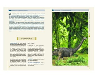 CARACTERES: Los restos de este
saurópodo de mediano tamaño causa-
ron gran sorpresa a los paleontólogos
cuando fueron hallados en la provincia
de Salta, en el noroeste argentino, en
1970. Dispersas en torno a un grupo
de esqueletos, había miles de placas
óseas. La mayoría eran diminutas, de
unos 5 mm de ancho; otras eran un
poco más grandes, con un ancho de 11
cm, y quizá hayan estado dotadas de
púas córneas.
En vida, es posible que estas placas
óseas hayan salpicado la piel gruesa
de las anchas espaldas y flancos del
animal, formando una coraza protecto-
ra para este herbívoro por lo demás
indefenso de los carnívoros carnosau-
rios de la época.
El hecho de que estos saurópodos
acorazados estuvieran confinados en
su mayor parte a América del Sur indi-
ca la posibilidad de que el continente
hubiese estado separado, a mediados
del Cretácico, de la gran masa conti-
nental del norte, que incluía América
del Norte y Eurasia. Lo que ahora es
América Central estaba sumergido en
esa época.
TAMAÑO: Podía alcanzar un tamaño
de 2 metros de longitud.
¿CUÁNDO Y DÓNDE VIVIÓ?: Vivió a
finales del Cretácico en América del
Sur (Argentina).
109
S ALTASAURUS
FAMILIA: TITANOSÁURIDOS
F ue la última familia de saurópodos, y sobrevivió hasta el final mismo del periodo
Cretácico. Este grupo se difundió por todo el mundo, sobre todo por los continen -
tes meridionales, y se mantuvo durante alrededor de 80 millones de años.
No todos los miembros de esta familia eran “titanes” (los gigantes míticos de la mito -
logía griega), como implica el nombre. La mayoría tenía una longitud media de entre
12,2 y 15,2 m, lo cual es poco si lo comparamos con algunos de los braquiosaurios y
diplodócidos.
Hasta la fecha, sólo se han hallado restos fragmentarios de titanosaurios y ningún
esqueleto completo. Parece que tenían una estructura similar a la de Diplodocus, pero
con el cuello más corto y el cráneo elevado que descendía bruscamente hacia el hoci -
co. Pero a diferencia de Diplodocus y los demás saurópodos grandes, los titanosau -
rios tenían vértebras sólidas; no tenían los huesos ahuecados para ahorrar peso.
Además de este esqueleto sólido, algunos animales tenían también una coraza ósea
que les recubría la espalda, un rasgo que los diferenciaba del resto de los saurópo -
dos.
110
FAMILIA: TITANOSÁURIDOS
 