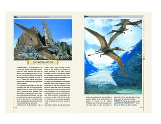 CARACTERES: Eudimorphodon se
conoce bien gracias a los restos conser-
vados en rocas marinas del norte de
Italia. Era un ramoforrinco típico, de cue-
llo coto y una cola ósea que constituía
casi la mitad de su longitud, de unos 70
cm. La cabeza era grande pero ligera,
debido a los dos pares de aberturas en el
cráneo diápsido.
Los colgajos membranosos de piel que
constituían las alas de Eudimorphodon
estaban fijados al cuarto dedo de cada
mano, extremadamente alargado. Este
dedo estaba compuesto por cuatro falan-
ges extraordinariamente largas. Las alas
se unían a los flancos del cuerpo a la altu-
ra de los fémures. Otra membrana vola-
dora, más pequeña, se extendía desde la
muñeca hasta la base del cuello.
Evidentemente, Eudimorphodon era un
volador activo, capaz de batir las alas
como un ave moderna. El esternón se
había convertido en una placa ancha y
achatada, sobre la cual estaban fijados
los poderosos músculos del vuelo, aun-
que la quilla era baja en comparación con
la de las aves voladoras actuales.
La larga cola permanecería rígidamente
extendida hacía atrás durante el vuelo,
convertida en una vara inflexible por los
tendones óseos que unían las vértebras.
Esta cola servía como contrapeso para la
parte frontal del animal, comparativamen-
te pesada. Como muchos otros ramforrin-
cos, Eudimorphodon presentaba una
membrana vertical, en forma de rombo,
en el extremo de la cola, que probable-
mente funcionaba como timón durante el
vuelo.
Los cortos maxilares de este pterosaurio
113
EUD IMORPHODON
SUBORDEN RAMFORRINCOIDEOS
estaban provistos de dos tipos de dientes:
largos y afilados en la parte delantera, y
anchos y cortos en la trasera.
Probablemente, el animal efectuaba vue-
los bajos sobre el mar, escrutando la
superficie con sus grandes ojos en busca
e los peces de que se alimentaba.
TAMAÑO: 75 metros de envergadura alar.
¿CUÁNDO Y DÓNDE VIVIÓ?: Vivió a
finales del Triásico en Europa (Italia).
SUBORDEN RAMFORRINCOIDEOS
114
 