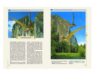 CARACTERES: Dimorphodon tenía la
cabeza desproporcionadamente grande
típica de los ramforrincos. Con unos 20
cm de longitud, representaba alrededor
de la cuarta parte del largo total del cuer-
po. Tenía por otra parte una forma nota-
ble, redondeada y estrecha, muy dife-
rente de la de los otros ramforrincos. No
parece haber una razón estructural para
esta curiosa forma, ya que los dientes
indican que los maxilares eran simples.
Es posible que la forma de la cabeza
representara algún tipo de estructura de
despliegue para la conducta territorial o
de cortejo, como la espectacular cabeza
de los bucerótidos o los tucanes moder-
nos.
Durante mucho tiempo se ha debatido
sobre la forma en que andaban los pte-
rosaurios. A partir del estudio de las
patas y la pelvis de Dimorphodon, algu-
nos paleontólogos afirman que tenían
una postura erguida, semejante a la de
las aves, con las patas situadas directa-
mente por debajo del cuerpo, lo cual les
habría permitido correr sobre los dedos
con relativa rapidez.
Pero los hallazgos de otros tipos de pte-
rosaurio realizados en 1986 indican que
Dimorphodon puede haber sido una
excepción. Estos recientes descubri-
mientos revelan que los fémures se abrí-
an hacia los lados a partir de las cade-
ras, lo cual sólo puede haber determina-
do una marcha insegura y torpe, como la
de los murciélagos. Se ha sugerido que
los pterosaurios pasaban gran parte del
tiempo colgados de las ramas o de
115
D IMORPHODON
SUBORDEN RAMFORRINCOIDEOS
salientes en las rocas, puntos ventajosos
para emprender el vuelo.
TAMAÑO: 1,2 metros de envergadura alar.
¿CUÁNDO Y DÓNDE VIVIÓ?: Vivió a
principios del Jurásico en Europa
(Inglaterra).
SUBORDEN RAMFORRINCOIDEOS
116
 