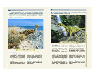 CARACTERES: Como todos los
miembros de la familia de los celúridos,
Coelurus tenía la cabeza pequeña y
achatada (de apenas 20 cm de longi-
tud) y presentaba los huesos huecos,
semejantes a los de las aves, que
caracterizan a todos los dinosaurios
primitivos.
Este activo predador vivía en los bos-
ques y ciénagas de América del Norte,
donde abundaba la caza. Sus manos,
con tres dedos provistos de afiladas
uñas, eran largas y poderosas, ade-
cuadas para aferrar pequeños anima-
les, tales como lagartos, reptiles vola-
dores y mamíferos.
TAMAÑO: Alcanzaba 2 metros.
¿CUÁNDO Y DÓNDE VIVIÓ?: Vivió
finales del Jurásico en América del
norte (Wyoming).
L os celúridos prosperaron en todo el mundo desde fines del Jurásico hasta princi -
pios del Cretácico. Por su forma de vida se parecían a los podokesáuridos: eran
predadores ligeros y activos que corrían sobre las largas patas traseras y aferraban a
su presa con los largos dedos provistos de afiladas garras. El número de dedos de
cada mano se había reducido a tres.
S ólo se conoce un miembro de esta familia. Era contemporáneo de los celúridos y
se les parecía bastante por su forma de vida.
9
CARACTERES: Este pequeño animal
bípedo que ha recibido el curioso nombre
de “mandíbula bonita” pesaba probable-
mente menos de 4 kg y no era más alto
que un pollo común.
Compsognathus debe de haber sido un
cazador veloz, pues en la cavidad abdo-
minal del espécimen encontrado en
Alemania se han hallado los huesos de
un diminuto lagarto. Toda la estructura del
cuerpo era ideal para la velocidad. Tenía
los típicos huesos huecos de los celuro-
saurios, un largo cuello y una cola todavía
más larga, para mantener el equilibrio, y
unos brazos cortos con apenas dos
dedos en forma de pinza. Además, las
patas traseras eran esbeltas, con largas
tibias, y los pies eran semejantes a los de
las aves, con tres dedos provistos de lar-
gas uñas. (Un cuarto dedo diminuto apun-
taba hacia atrás). De hecho, la estructura
de Compsognathus era similar a la del
ave más antigua que se conoce,
Archaeopteryx. Los dos animales eran
contemporáneos: ambos vivieron a fines
del Jurásico entre las islas boscosas y las
lagunas de lo que hoy es el sur de
Alemania.
TAMAÑO: Medía 60 cm.
¿CUÁNDO Y DÓNDE VIVIÓ?: Vivió a
finales del Jurásico en Europa (Alemania
y Francia).
C OELURUS
C OMPSOGNATHUS
FAMILIA: CELÚRIDOS FAMILIA: COMPSOGNÁTIDOS
10
 