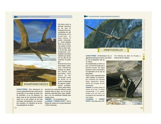 CARACTERES: Este pterosaurio se
conoce especialmente bien porque se ha
conservado en las calizas de grano fino
de Solnhofen, al sur de Alemania. En
estas rocas se han encontrado además
restos de la más antigua de las aves
conocidas, Archaeopteryx, con el esque-
leto completo y la impresión de las plu-
mas grabadas en la piedra.
Del mismo modo, la
delicada estructura
de las alas de
Rhamphorhynchus,
constituidas por piel
membranosa, se ha
conservado en
estas calizas. El
estudio microscópi-
co revela delgadas
fibras que se exten-
dían desde el frente
hasta la parte trase-
ra de las alas, para
fortalecerlas, com-
parables a los dedos
radiados que sostie-
nen las alas de los
modernos murciéla-
gos.
Rhamphorhynchus
tenía largas y estre-
chas mandíbulas
erizadas de aguza-
dos dientes que
apuntaban hacia
afuera. Se han
encontrado restos
de peces en el
buche y el estómago
de algunos especí-
menes probable-
mente, estos anima-
les tenían por costumbre efectuar vuelos
rasantes sobre el agua, con la cola rígi-
damente extendida para mayor estabili-
dad y con las mandíbulas abiertas para
recoger peces.
TAMAÑO: 1 de envergadura alar.
¿CUÁNDO Y DÓNDE VIVIÓ?: Vivió a
finales del Jurásico en Europa (Alemania)
y África (Tanzania).
117
SUBORDEN RAMFORRINCOIDEOS
118
CARACTERES: Ornithocheilus fue un
gigantesco pterosaurio marino que alcan-
zó una envergadura alar de
12 metros.
Se caracterizaba por tener un
pico en forma de quilla que le
permitía extraer del agua
durante el vuelo, a los peces y
los calamares de los que se
alimentaba.
Dada su gran capacidad para
volar y planear, los paleontólo-
gos consideran que realizaba
largas migraciones, aprove-
chando las corrientes de aire
ascendentes
TAMAÑO: Su cuerpo medía 3,5
metros, de los que 1,5 metros
correspondían a la cabeza.
Pesaba unos cien kilos y su
envergadura alar alcanzaba los
doce metros.
¿CUÁNDO Y DÓNDE
VIVIÓ?: Vivió hace unos 125-
110 millones de años en Europa y
América del Sur (Brasil).
ORNITOCHEILUS
SUBORDEN RAMFORRINCOIDEOS
R HAMPHORHYNCHU S
 