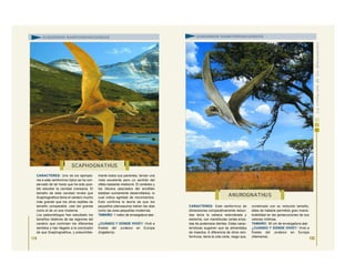 CARACTERES: Uno de los ejempla-
res e este ramforrinco típico se ha con-
servado de tal modo que ha sido posi-
ble estudiar la cavidad craneana. El
tamaño de esta cavidad revela que
Scaphognathus tenía el cerebro mucho
más grande que los otros reptiles de
tamaño comparable, casi tan grande
como el de un ave moderna.
Los paleontólogos han estudiado los
tamaños relativos de las regiones del
cerebro que controlan los diferentes
sentidos y han llegado a la conclusión
de que Scaphognathus, y presumible-
mente todos sus parientes, tenían una
vista excelente pero un sentido del
olfato bastante mediocre. El cerebelo y
los lóbulos asociados del encéfalo
estaban sumamente desarrollados, lo
cual indica agilidad de movimientos.
Esto confirma la teoría de que los
pequeños pterosaurios batían las alas
como las aves pequeñas modernas.
TAMAÑO: 1 metro de envergadura alar.
¿CUÁNDO Y DÓNDE VIVIÓ?: Vivió a
finales del Jurásico en Europa
(Inglaterra).
119
CARACTERES: Este ramforrinco de
dimensiones comparativamente reduci-
das tenía la cabeza redondeada y
estrecha, con mandíbulas cortas eriza-
das de poderosos dientes. Estas carac-
terísticas sugieren que se alimentaba
de insectos. A diferencia de otros ram-
forrincos, tenía la cola corta, rasgo que,
combinado con su reducido tamaño,
debe de haberle permitido gran manio-
brabilidad en las persecuciones de sus
veloces víctimas.
TAMAÑO: 30 cm de envergadura alar.
¿CUÁNDO Y DÓNDE VIVIÓ?: Vivió a
finales del Jurásico en Europa
(Alemania).
SCAPHOGNATHUS
ANUROGNATHU S
SUBORDEN RAMFORRINCOIDEOS SUBORDEN RAMFORRINCOIDEOS
120
 