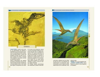 CARACTERES: Durante mucho tiem-
po, los paleontólogos han debatido la
posibilidad de que los dinosaurios carní-
voros y los pterosaurios fueran endoter-
mos o de sangre caliente. La activa vida
predadora de estos dos tipos de arco-
saurio indicaría que tenían un elevado
ritmo metabólico y que podían controlar
su temperatura corporal.
Algunos paleontólogos han sugerido
que tanto los dinosaurios como los pte-
rosaurios debían de estar revestidos por
una capa aislante de pelo, como ayuda
para regular la temperatura del cuerpo.
En el caso de los dinosaurios, todavía
no se han encontrado pruebas que con-
firmen esta idea. Pero un hallazgo rea-
lizado en 1971 parece confirmarla en el
caso de los pterosaurios. En ese año, al
sureste de los Urales, se descubrió un
espécimen de Sordes pilosus. Por las
impresiones grabadas en los sedimen-
tos de grano fino, su cuerpo parece
haber estado recubierto de una densa
vellosidad. Las alas y la cola, en cam-
bio, estaban desnudas.
Sin embargo, algunos paleontólogos
han cuestionado la validez de este des-
121
SORDES
SUBORDEN RAMFORRINCOIDEOS
cubrimiento, señalando que las calizas
de grano fino del sur de Alemania han
proporcionado los pterosaurios mejor
conservados y que en ninguno de estos
especímenes se han observado nunca
rastros de pelo.
TAMAÑO: 50 cm de envergadura alar.
¿CUÁNDO Y DÓNDE VIVIÓ?: Vivió a
finales del Jurásico en Asia (República
de Kazajstán).
SUBORDEN RAMFORRINCOIDEOS
122
 