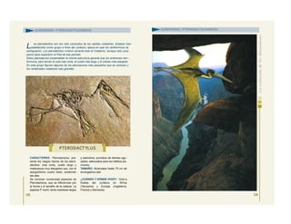 CARACTERES: Pterodactylus pre-
senta los rasgos típicos de los ptero-
dáctilos: cola corta, cuello largo y
metacarpos muy alargados que, con el
alargadísimo cuarto dedo, sostenían
las alas.
Se conocen numerosas especies de
Pterodactylus, que se diferencian por
la forma y el tamaño de la cabeza. La
especie P. kochi, tenía maxilares largos
y estrechos, provistos de dientes agu-
zados, adecuados para los hábitos pis-
cívoros.
TAMAÑO: Alcanzaba hasta 75 cm de
envergadura alar.
¿CUÁNDO Y DÓNDE VIVIÓ?: Vivió a
finales del Jurásico en África
(Tanzania) y Europa (Inglaterra,
Francia y Alemania).
123
SUBORDEN: PTERODACTILOIDEOS
L os pterodáctilos son los más conocidos de los reptiles voladores. Estaban bien
establecidos como grupo a fines del Jurásico, época en que los ramforrincos se
extinguieron. Los pterodáctilos vivieron durante todo el Cretácico, aunque sólo unos
pocos tipos superaron el final de ese periodo.
Estos pterosaurios presentaban la misma estructura general que los anteriores ram -
forrincos, pero tenían la cola más corta, el cuello más largo y el cráneo más alargado.
En este grupo figuran algunos de los pterosaurios más pequeños que se conocen y
los vertebrados voladores más grandes.
124
SUBORDEN: PTERODACTILOIDEOS
PTERODACT YLUS
 