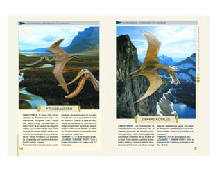 CARACTERES: El rasgo más sobre-
saliente de Pterodaustro eran sus
mandíbulas. Alargadas, finas y curva-
das hacia arriba, representaban la
mayor parte de la longitud del pequeño
cráneo, que en total medía unos 23 cm
de largo. El maxilar inferior estaba pro-
visto de dientes largos, finos y dispues-
tos en densa formación. La dentición
se completaba con los diminutos dien-
tes del maxilar superior.
Probablemente, este pterosaurio se ali-
mentaba recogiendo agua de la super-
ficie del mar, con el pico abierto a modo
de cucharón. Cuando el agua se escu-
rría de los maxilares, los diminutos ani-
males del plancton quedarían atrapa-
dos en el filtro de los dientes: un méto-
do de alimentación comparable al de
las ballenas modernas.
TAMAÑO: 1,2 m de envergadura alar.
¿CUÁNDO Y DÓNDE VIVIÓ?: Vivió a
finales del Jurásico en América del Sur
(Argentina).
125
CARACTERES: Las mandíbulas de
Cearadactylus se expandían en el
extremo (como las del moderno coco-
drilo gavial) y varios dientes grandes
sobresalían alrededor de los bordes de
la boca. Estos dientes quedaban encas-
trados entre sí cuando el animal cerra-
ba la boca, formando una eficaz trampa
para los resbaladizos peces, que luego
el pterosaurio masticaba con los nume-
rosos dientes cónicos que erizaban sus
maxilares.
TAMAÑO: 4 m de envergadura alar.
¿CUÁNDO Y DÓNDE VIVIÓ?: Vivió a
principios del Cretácico en América del
Sur (Brasil).
PTERODAUSTRO
C EARADACTYLUS
SUBORDEN: PTERODACTILOIDEOS SUBORDEN: PTERODACTILOIDEOS
126
 