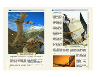 CARACTERES: Dsungaripterus pre-
sentaba una peculiar cresta ósea que
le recorría el pico y mandíbulas largas
y estrechas, que se curvaban hacia
arriba y formaban una punta fina en el
extremo. Puede que haya utilizado
este pico en forma de alicate para
arrancar moluscos de las rocas o
sacarlos de las grietas de la orilla. Los
achatados dientes en la parte trasera
de las mandíbulas le servían para
aplastar las conchas.
TAMAÑO: 3 m de envergadura alar.
¿CUÁNDO Y DÓNDE VIVIÓ?: Vivió a
principios del Cretácico en Asia
(China).
127
C A R A C T E R E S :
Pteranodon, uno de los
pterosaurios de mayor
envergadura que se
conocen, probable-
mente volaba planean-
do. Su cuerpo corto y
sin cola, aunque relati-
vamente pesado (unos
17 kg), debe de haber
sido muy maniobrable
en el aire (como un
avión caza moderno).
Probablemente, este
animal dependía de las
corrientes térmicas
para mantenerse sus-
pendido en sus vuelos
sobre el océano.
Se ignora la función
que cumplía la enorme
cresta en la base de la
cabeza de Pteranodon,
a veces tan larga como
todo el cráneo. Puede
que haya sido una
ayuda para volar, tal
vez un estabilizador, o
que el animal la utiliza-
ra para cambiar de
rumbo o frenar. También puede ser que
funcionara sencillamente como contrape-
so aerodinámica de la pesada cabeza
alargada.
Las mandíbulas no eran las típicas de los
pterosaurios, pues carecían de dientes.
Probablemente, Pteranodon se alimenta-
ban como los pelícanos modernos, reco-
giendo peces con sus
larga y estrechas mandí-
bulas y tragándolos ente-
ros.
TAMAÑO: 7 m de enver-
gadura alar.
¿CUÁNDO Y DÓNDE
VIVIÓ?: Vivió a finales
del Cretácico en Europa
(Inglaterra) y América del
Norte (Kansas).
DSUNGARIPTERUS
SUBORDEN: PTERODACTILOIDEOS SUBORDEN: PTERODACTILOIDEOS
128
PTERANODO N
 