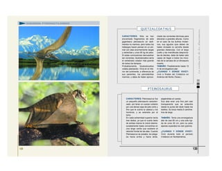 FAMILIA
129 130
CARACTERES: Sólo se han
encontrado fragmentos de este
gigantesco pterosaurio en sedi-
mentos no marinos, pero todos los
hallazgos hacen pensar en un ani-
mal con alas enormemente largas
y estrechas y unos 65 kg de peso.
Si estas conclusiones demuestran
ser correctas, Quetzalcoatlus sería
el vertebrado volador más grande
de todos los tiempos.
Probablemente, Quetzalcoatlus
volaba planeando. Vivía en el inte-
rior del continente, a diferencia de
sus parientes, los pterodáctilos
marinos, y debe de haber aprove-
chado las corrientes térmicas para
elevarse a grandes alturas. Como
en el caso de los buitres moder-
nos, sus agudos ojos deben de
haber divisado la carroña desde
grandes distancias. Con el largo
cuello y las mandíbulas desprovis-
tas de dientes, debe de haber sido
capaz de llegar a todos los rinco-
nes de la carcasa de un dinosaurio
muerto.
TAMAÑO: Posiblemente hasta 12
m de envergadura alar.
¿CUÁNDO Y DÓNDE VIVIÓ?:
vivió a finales del Cretácico en
América del Norte (Texas.)
QUETZALCOATHU S
SUBORDEN: PTERODACTILOIDEOS
CARACTERES: Pteinosaurus fue
un pequeño pterosaurio caracteri-
zado por tener un cuerpo cubierto
por una densa capa de pelo corto y
fino que le cubría la cabeza y los
hombros, y se extendía por el
lomo.
En cada extremidad superior tenía
tres dedos, ya que el cuarto dedo
de ambas manos le creció desme-
suradamente hasta convertirse en
una larga varilla que sostiene el
reborde frontal de las alas. Cuando
Pteriosaurus se posaba, los plega-
ba hacia arriba y hacia atrás,
pegándolas al cuerpo.
Sus alas eran una fina piel casi
transparente que se extendía
desde la punta del dedo hasta los
tobillos. Su boca medía 5 centíme-
tros de largo.
TAMAÑO: Tenía una envergadura
alar de casi 60 cm y una cola rígi-
da de unos 20 cm, pero su peso
apenas superaba los cien gramos.
¿CUÁNDO Y DÓNDE VIVIÓ?:
Vivió durante todo el periodo
Cretácico en Norteamérica.
PTEINOSAURUS
 