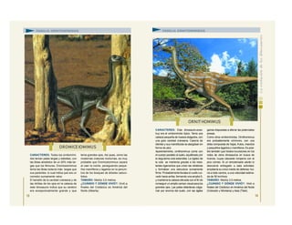 CARACTERES: Todos los ornitomími-
dos tenían patas largas y esbeltas, con
las tibias alrededor de un 20% más lar-
gas que los fémures. Dromiceiomimus
tenía las tibias todavía más largas que
sus parientes, lo cual indica que era un
corredor sumamente veloz.
El tamaño de la cavidad craneana y de
las órbitas de los ojos en la cabeza de
este dinosaurio indica que su cerebro
era excepcionalmente grande y que
tenía grandes ojos. Así pues, como las
modernas criaturas nocturnas, es muy
probable que Dromiceiomimus cazara
al caer la noche, persiguiendo peque-
ños mamíferos y lagartos en la penum-
bra de los bosques de árboles caduci-
folios.
TAMAÑO: Medía 3,5 metros.
¿CUÁNDO Y DÓNDE VIVIÓ?: Vivió a
finales del Cretácico en América del
Norte (Alberta).
13
CARACTERES: Este dinosaurio-aves-
truz era el ornitomímido típico. Tenía una
cabeza pequeña de huesos delgados, con
una gran cavidad craneana. Carecía de
dientes y sus mandíbulas se alargaban en
forma de pico.
Aparentemente, ornithomimus corría con
el cuerpo paralelo al suelo, equilibrado por
la larguísima cola extendida. La rigidez de
la cola se mantenía gracias a los resis-
tentes ligamentos que unían las vértebras
y formaban una estructura sumamente
firme. Probablemente llevaba el cuello cur-
vado hacia arriba, formando una amplia S,
y mantenía la cabeza elevada con el fin de
conseguir un amplio campo visual para los
grandes ojos. Las patas delanteras colga-
rían por encima del suelo, con las ágiles
garras dispuestas a aferrar las potenciales
presas.
Como otros ornitomímidos, Ornithomimus
era probablemente omnívoro, con una
dieta compuesta de hojas, frutos, insectos
y pequeños lagartos y mamíferos. Es posi-
ble también que hiciera incursiones en los
nidos de otros dinosaurios en busca de
huevos, cuyas cáscaras rompería con el
pico córneo. Si un encolerizado adulto lo
descubría entregado a esta actividad,
emplearía su único medio de defensa: hui-
ría a toda carrera, a una velocidad estima-
da de 50 km/hora.
TAMAÑO: Medía 3,5 metros.
¿CUÁNDO Y DÓNDE VIVIÓ?: Vivió a
finales del Cretácico en América del Norte
(Colorado y Montana) y Asia (Tibet).
DROMICE IOMIMUS
ORN IT HOMIM US
FAMILIA ORNITOMÍMIDOS FAMILIA ORNITOMÍMIDOS
14
 