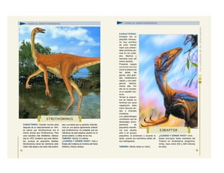 CARACTERES: Durante muchos años
después de su descubrimiento en 1941,
se pensó que Struthiomimus era el
mismo animal que Ornithomimus. Pero
unos estudios más detallados, efectua-
dos en 1972, revelaron que eran diferen-
tes, aunque en pequeños detalles.
Struthiomimus tenía los miembros ante-
riores más largos y las uñas más podero-
sas y curvadas que su pariente. Además,
vivió en una época ligeramente anterior
que Ornithomimus. Es probable que los
individuos de esta especie cazaron en el
campo abierto, a orillas de los ríos.
TAMAÑO: Medía 3,5 metros.
¿CUÁNDO Y DÓNDE VIVIÓ?: Vivió a
finales del Cretácico enAmérica del Norte
(Alberta y Nueva Jersey).
15
CARACTERES:
Eoraptor fue un
pequeño dinosau-
rio muy primitivo
de color marrón
rojizo que presen-
taba primitivas plu-
mas en los costa-
dos. Machos y
hembras eran del
mismo tamaño.
Presenta rasgos
característicos
como la postura de
las patas, las
garras, ojos gran-
des, metabolismo
rápido y una inteli-
gencia relativa-
mente alta. Por
ello se le conside-
ra un cazador noc-
turno.
Tenían la costum-
bre de habitar en
terrenos con poca
vegetación, tales
como llanuras ári-
das o brezales
montanos.
Los paleontólogos
consideran que se
alimentaba princi-
palmente de
pequeños mamífe-
ros que cazaba
sólo o en grupos
pequeños, al amanecer o durante la
tarde, cuando los mamíferos salían de
sus madrigueras.
TAMAÑO: Medía hasta un metro.
¿CUÁNDO Y DÓNDE VIVIÓ?: Vivió
desde principios hasta mediados del
Triásico en Sudamérica (Argentina,
Chile), hace entre 245 y 208 millones
de años.
STRUTHIOMIMUS
FAMILIA ORNITOMÍMIDOS FAMILIA ORNITOMÍMIDOS
16
E ORAPTOR
 