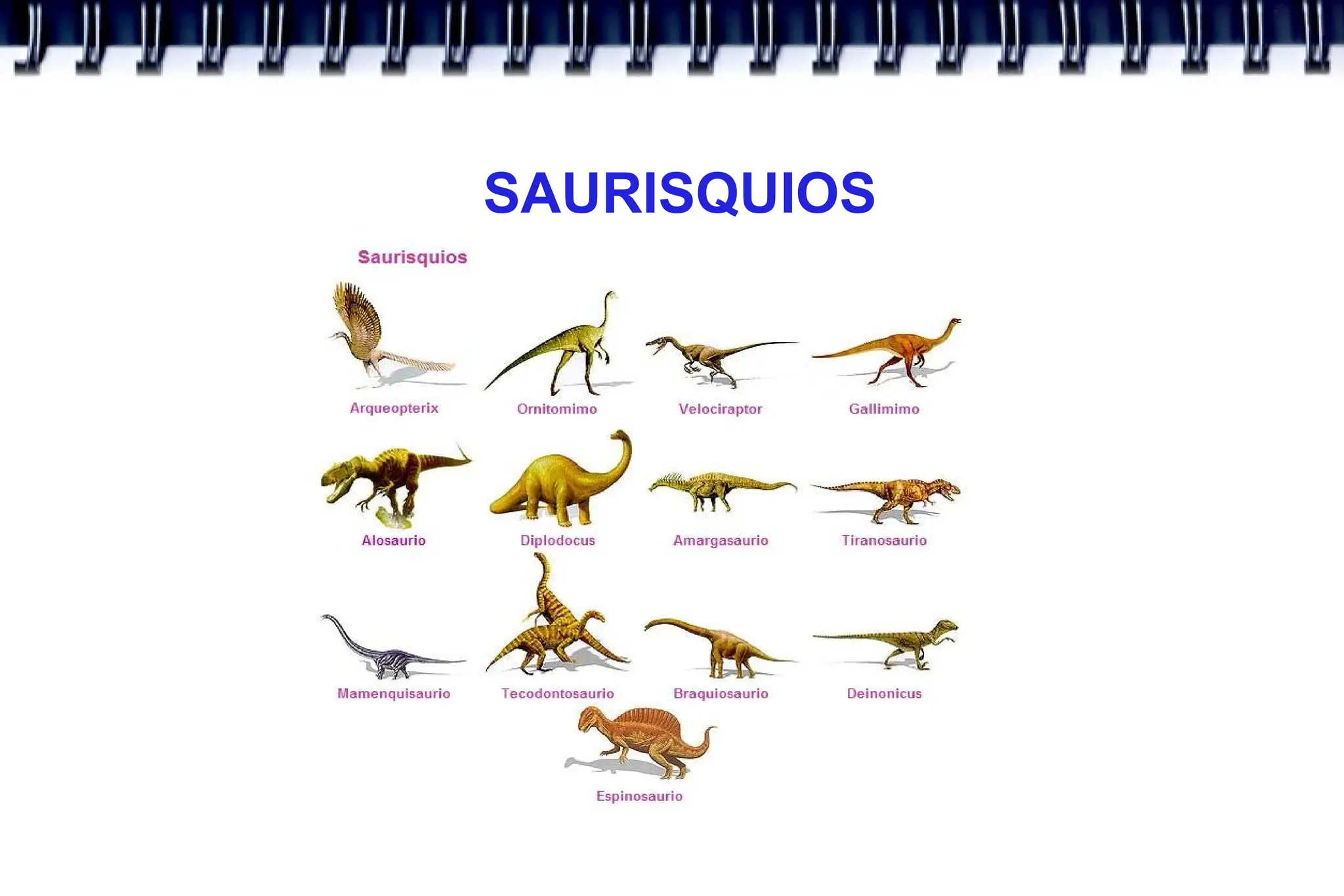 SAURISQUIOS
 