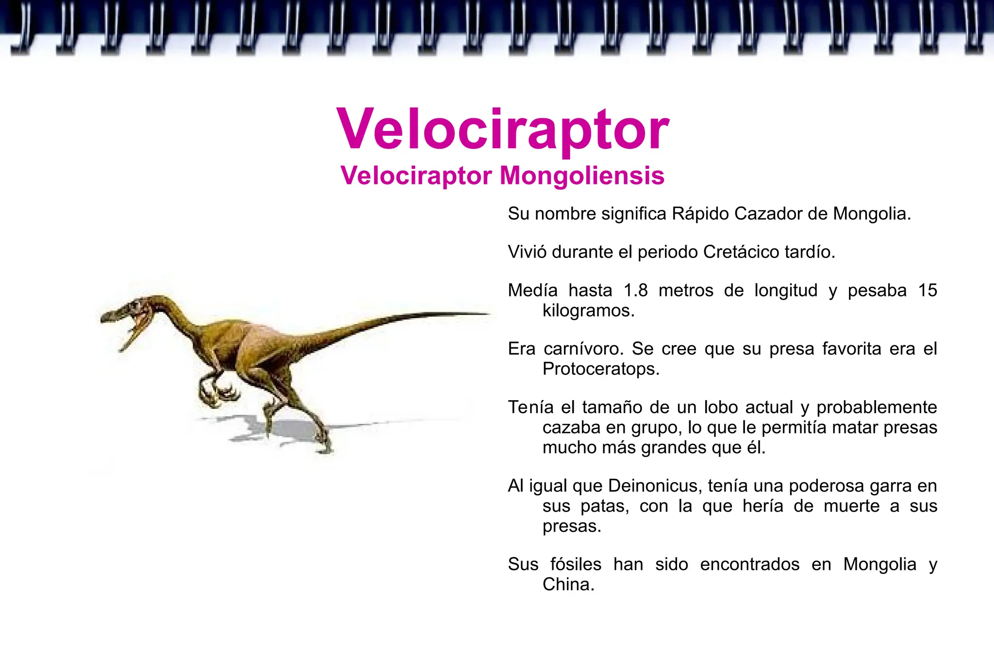 Velociraptor
Velociraptor Mongoliensis
Su nombre significa Rápido Cazador de Mongolia.
Vivió durante el periodo Cretácico tardío.
Medía hasta 1.8 metros de longitud y pesaba 15
kilogramos.
Era carnívoro. Se cree que su presa favorita era el
Protoceratops.
Tenía el tamaño de un lobo actual y probablemente
cazaba en grupo, lo que le permitía matar presas
mucho más grandes que él.
Al igual que Deinonicus, tenía una poderosa garra en
sus patas, con la que hería de muerte a sus
presas.
Sus fósiles han sido encontrados en Mongolia y
China.
 