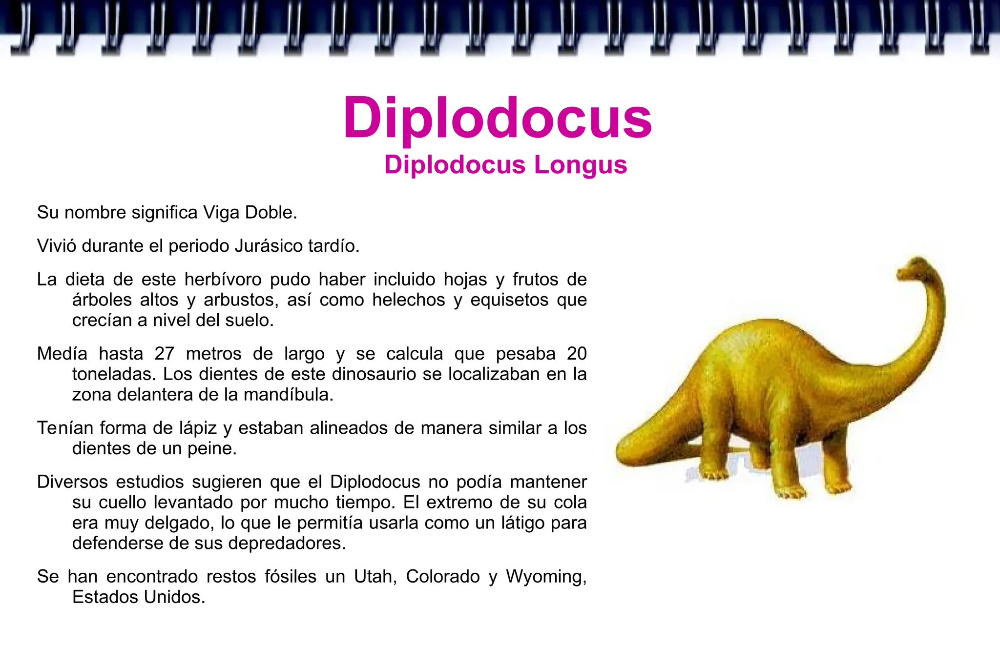 Diplodocus
Diplodocus Longus
Su nombre significa Viga Doble.
Vivió durante el periodo Jurásico tardío.
La dieta de este herbívoro pudo haber incluido hojas y frutos de
árboles altos y arbustos, así como helechos y equisetos que
crecían a nivel del suelo.
Medía hasta 27 metros de largo y se calcula que pesaba 20
toneladas. Los dientes de este dinosaurio se localizaban en la
zona delantera de la mandíbula.
Tenían forma de lápiz y estaban alineados de manera similar a los
dientes de un peine.
Diversos estudios sugieren que el Diplodocus no podía mantener
su cuello levantado por mucho tiempo. El extremo de su cola
era muy delgado, lo que le permitía usarla como un látigo para
defenderse de sus depredadores.
Se han encontrado restos fósiles un Utah, Colorado y Wyoming,
Estados Unidos.
 
