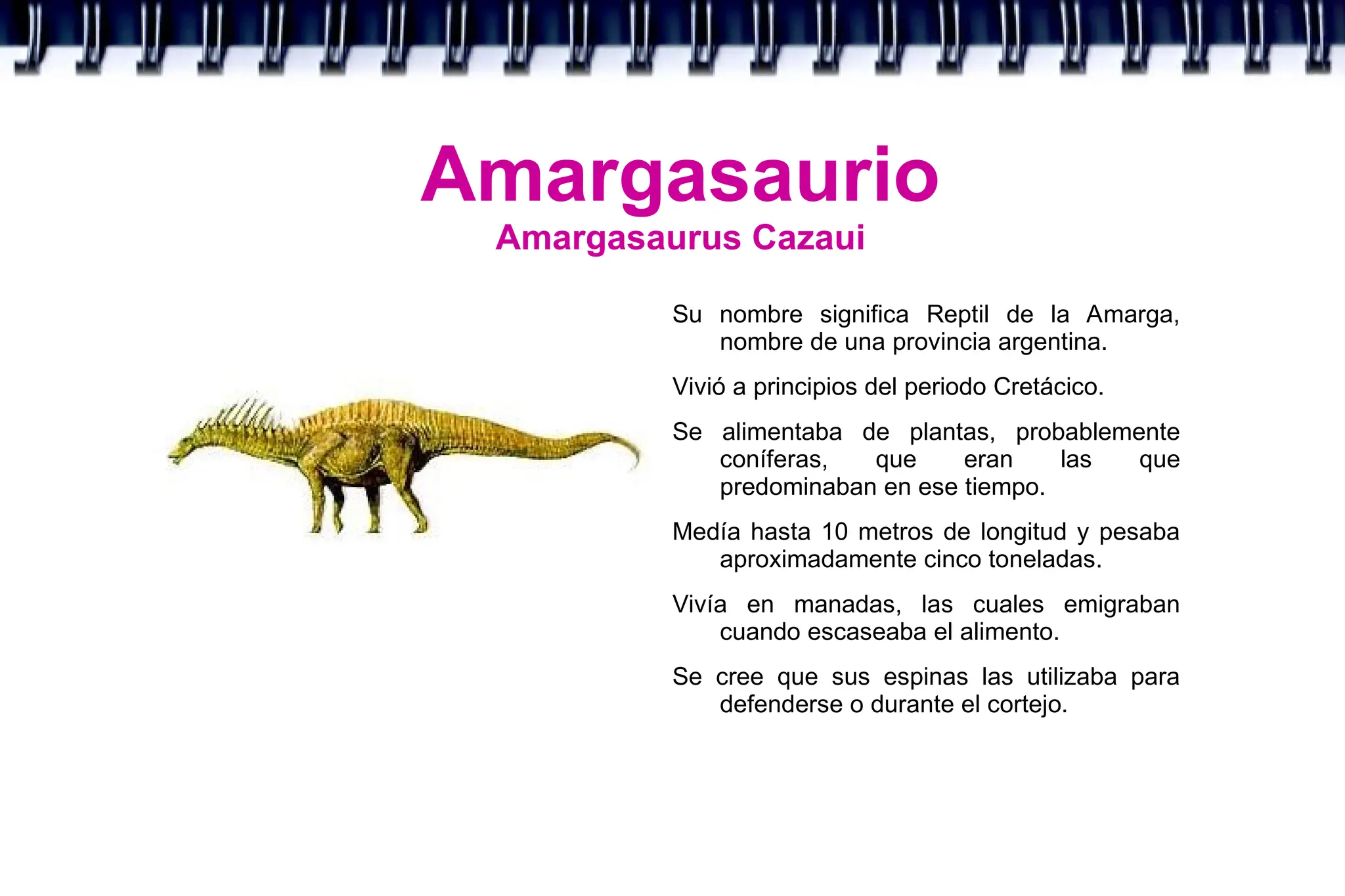 Amargasaurio
Amargasaurus Cazaui
Su nombre significa Reptil de la Amarga,
nombre de una provincia argentina.
Vivió a principios del periodo Cretácico.
Se alimentaba de plantas, probablemente
coníferas, que eran las que
predominaban en ese tiempo.
Medía hasta 10 metros de longitud y pesaba
aproximadamente cinco toneladas.
Vivía en manadas, las cuales emigraban
cuando escaseaba el alimento.
Se cree que sus espinas las utilizaba para
defenderse o durante el cortejo.
 