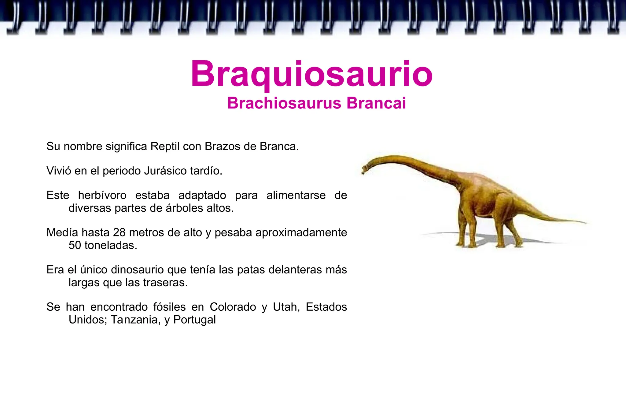 Braquiosaurio
Brachiosaurus Brancai
Su nombre significa Reptil con Brazos de Branca.
Vivió en el periodo Jurásico tardío.
Este herbívoro estaba adaptado para alimentarse de
diversas partes de árboles altos.
Medía hasta 28 metros de alto y pesaba aproximadamente
50 toneladas.
Era el único dinosaurio que tenía las patas delanteras más
largas que las traseras.
Se han encontrado fósiles en Colorado y Utah, Estados
Unidos; Tanzania, y Portugal
 