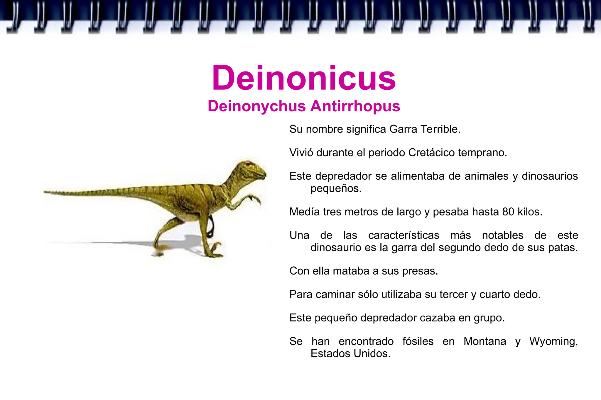 Deinonicus
Deinonychus Antirrhopus
Su nombre significa Garra Terrible.
Vivió durante el periodo Cretácico temprano.
Este depredador se alimentaba de animales y dinosaurios
pequeños.
Medía tres metros de largo y pesaba hasta 80 kilos.
Una de las características más notables de este
dinosaurio es la garra del segundo dedo de sus patas.
Con ella mataba a sus presas.
Para caminar sólo utilizaba su tercer y cuarto dedo.
Este pequeño depredador cazaba en grupo.
Se han encontrado fósiles en Montana y Wyoming,
Estados Unidos.
 