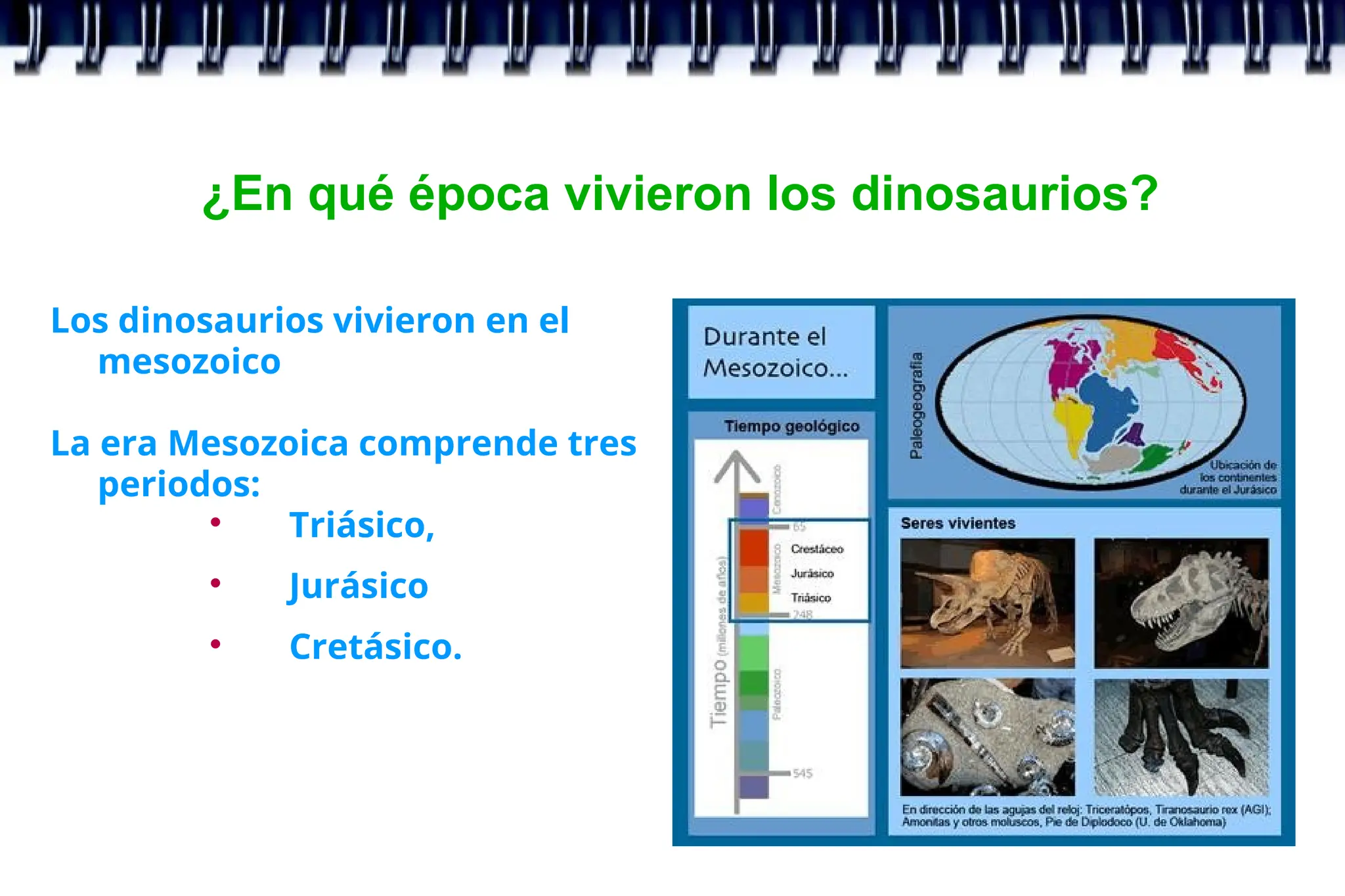 ¿En qué época vivieron los dinosaurios?
Los dinosaurios vivieron en el
mesozoico
La era Mesozoica comprende tres
periodos:

Triásico,

Jurásico

Cretásico.
 