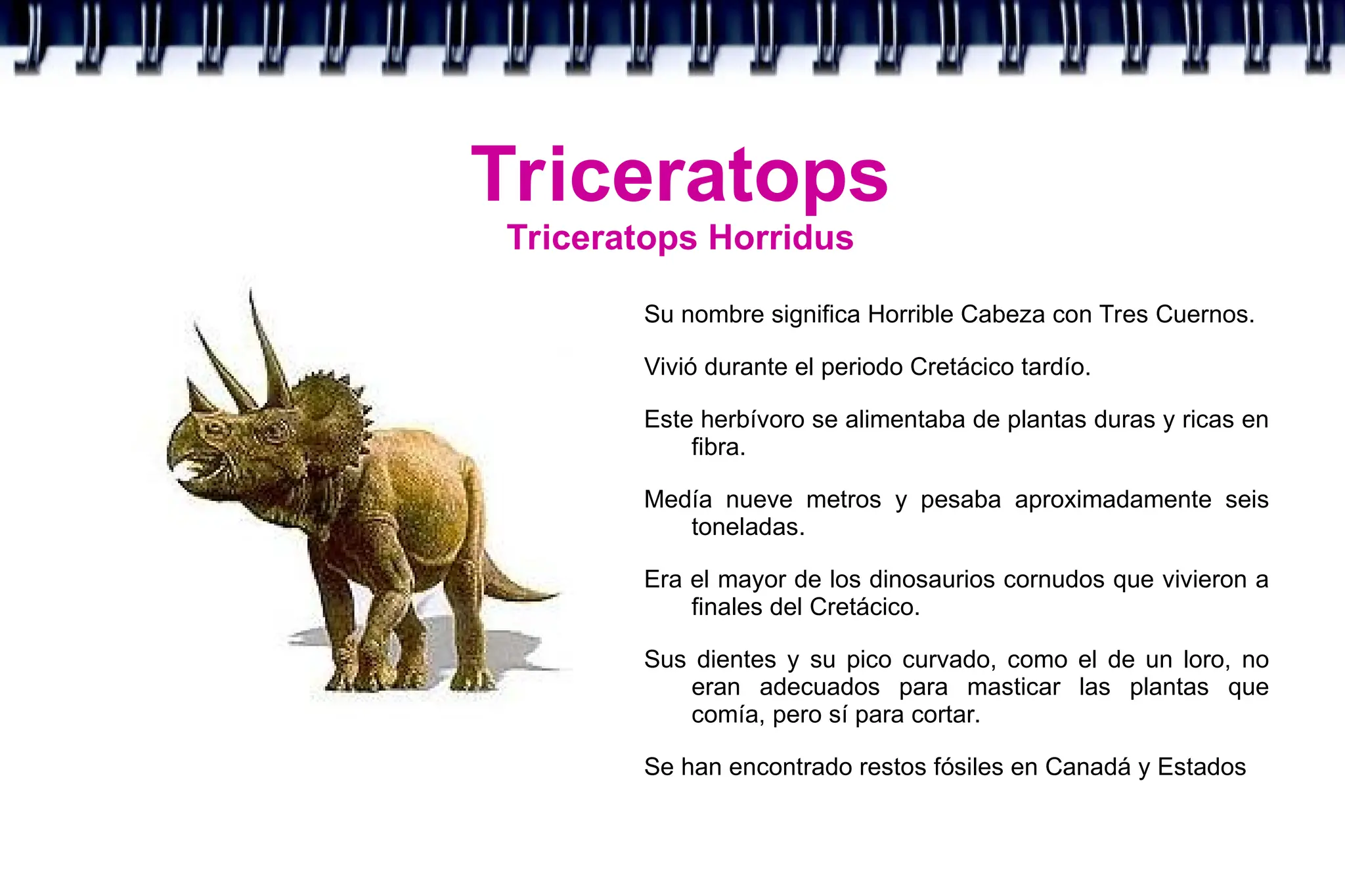 Triceratops
Triceratops Horridus
Su nombre significa Horrible Cabeza con Tres Cuernos.
Vivió durante el periodo Cretácico tardío.
Este herbívoro se alimentaba de plantas duras y ricas en
fibra.
Medía nueve metros y pesaba aproximadamente seis
toneladas.
Era el mayor de los dinosaurios cornudos que vivieron a
finales del Cretácico.
Sus dientes y su pico curvado, como el de un loro, no
eran adecuados para masticar las plantas que
comía, pero sí para cortar.
Se han encontrado restos fósiles en Canadá y Estados
 