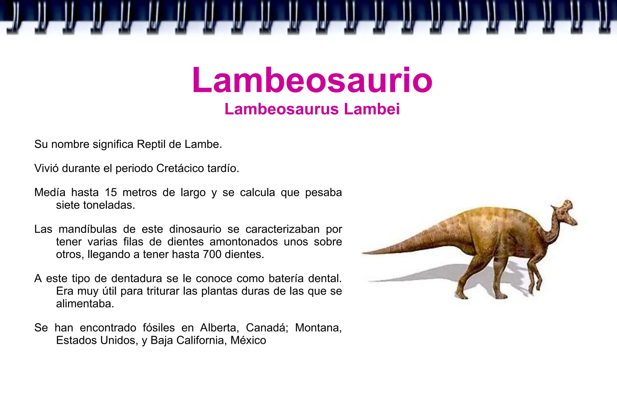 Lambeosaurio
Lambeosaurus Lambei
Su nombre significa Reptil de Lambe.
Vivió durante el periodo Cretácico tardío.
Medía hasta 15 metros de largo y se calcula que pesaba
siete toneladas.
Las mandíbulas de este dinosaurio se caracterizaban por
tener varias filas de dientes amontonados unos sobre
otros, llegando a tener hasta 700 dientes.
A este tipo de dentadura se le conoce como batería dental.
Era muy útil para triturar las plantas duras de las que se
alimentaba.
Se han encontrado fósiles en Alberta, Canadá; Montana,
Estados Unidos, y Baja California, México
 