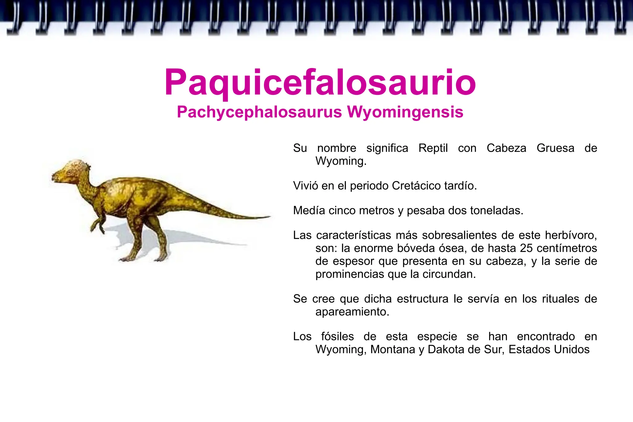 Paquicefalosaurio
Pachycephalosaurus Wyomingensis
Su nombre significa Reptil con Cabeza Gruesa de
Wyoming.
Vivió en el periodo Cretácico tardío.
Medía cinco metros y pesaba dos toneladas.
Las características más sobresalientes de este herbívoro,
son: la enorme bóveda ósea, de hasta 25 centímetros
de espesor que presenta en su cabeza, y la serie de
prominencias que la circundan.
Se cree que dicha estructura le servía en los rituales de
apareamiento.
Los fósiles de esta especie se han encontrado en
Wyoming, Montana y Dakota de Sur, Estados Unidos
 