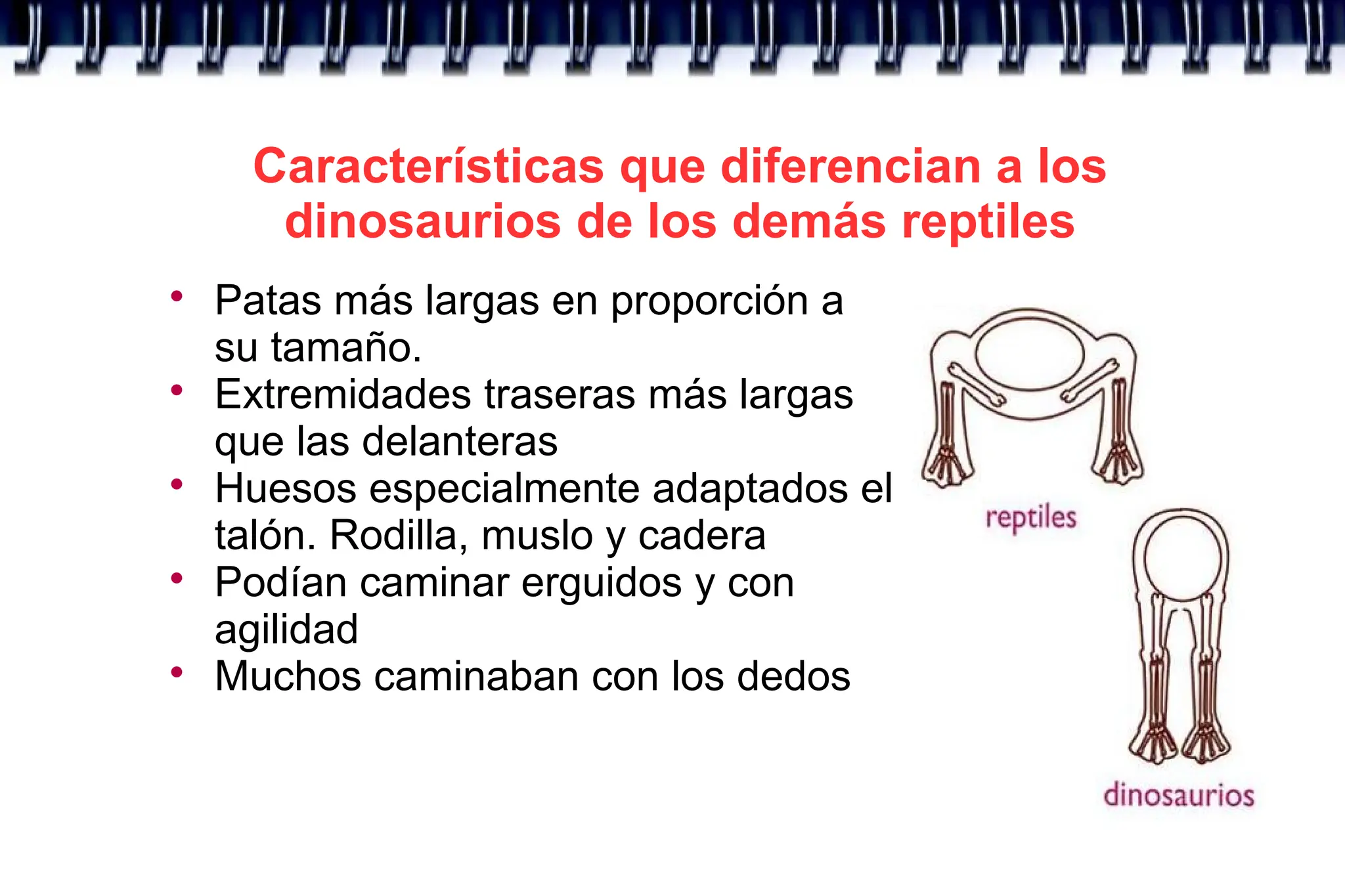 Características que diferencian a los
dinosaurios de los demás reptiles

Patas más largas en proporción a
su tamaño.

Extremidades traseras más largas
que las delanteras

Huesos especialmente adaptados el
talón. Rodilla, muslo y cadera

Podían caminar erguidos y con
agilidad

Muchos caminaban con los dedos
 