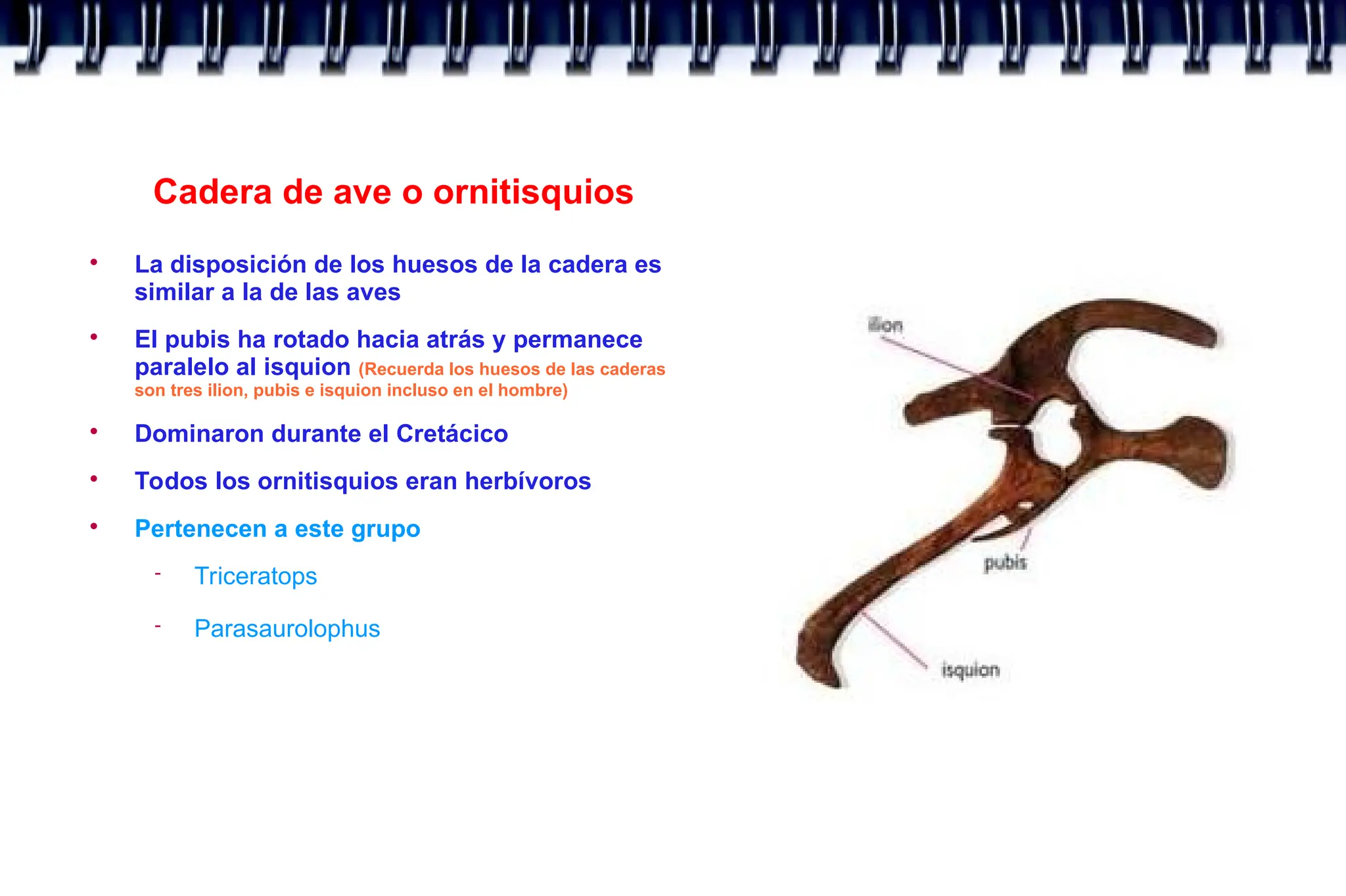 Cadera de ave o ornitisquios

La disposición de los huesos de la cadera es
similar a la de las aves

El pubis ha rotado hacia atrás y permanece
paralelo al isquion (Recuerda los huesos de las caderas
son tres ilion, pubis e isquion incluso en el hombre)

Dominaron durante el Cretácico

Todos los ornitisquios eran herbívoros

Pertenecen a este grupo
 Triceratops
 Parasaurolophus
 