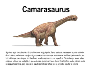 Camarasaurus 
Significa reptil con cámaras. Es un dinosaurio muy popular. Tenía las fosas nasales en la parte superior de la cabeza, delante de los ojos. Algunos expertos creían que este enorme herbívoro permanecía casi todo el tiempo bajo el agua, con las fosas nasales asomando a la superficie. Sin embargo, ahora sabe- mos que esto no era probable, y que vivía casi siempre en tierra firme. En el corto y ancho cráneo, tenía un pequeño cerebro, pero poseía un agudo sentido del olfato que le ayudaba a evitar el peligro.  