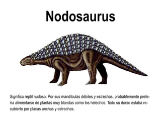 Nodosaurus 
Significa reptil nudoso. Por sus mandíbulas débiles y estrechas, probablemente prefe- ría alimentarse de plantas muy blandas como los helechos. Todo su dorso estaba re- cubierto por placas anchas y estrechas.  