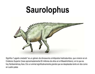 Saurolophus 
Significa “Lagarto crestado" es un género de dinosaurios ornitópodos hadrosáuridos, que vivieron en el- Cretácico Superior (hace aproximadamente 65 millones de años en el Maastrichtiano), en lo que es hoy Norteaméricay Asia. Era un animal significativamente grande que se desplazaba tanto en dos como en cuatro patas  