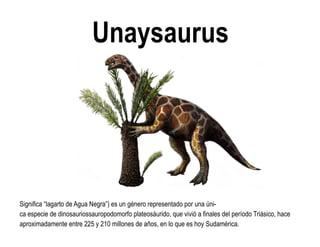 Unaysaurus 
Significa “lagarto de Agua Negra”) es un género representado por una úni- ca especie de dinosauriossauropodomorfo plateosáurido, que vivió a finales del período Triásico, hace aproximadamente entre 225 y 210 millones de años, en lo que es hoy Sudamérica.  