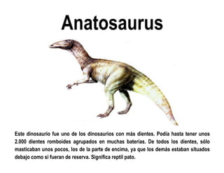 Anatosaurus 
Este dinosaurio fue uno de los dinosaurios con más dientes. Podía hasta tener unos 2.000 dientes romboides agrupados en muchas baterías. De todos los dientes, sólo masticaban unos pocos, los de la parte de encima, ya que los demás estaban situados debajo como si fueran de reserva. Significa reptil pato.  