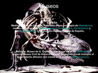 Museos ESPAÑA Madrid. Museo de Ciencias Naturales. Tiene una copia de  Diplodocus , copias de cráneos de  Tyrannosaurus ,  Carnotaurus ,  Anatosaurus  y  Protoceratops  y fragmentos de dinosaurios de España. ITALIA Belogna. Museo de G. Capellini. Tiene una copia de  Diplodocus . Venecia. Museo Civil de Historia Natural. Las exhibiciones incluyen el Iguanodonte africano con cresta en la espalda  Ouranosaurus . 