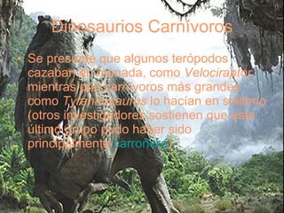 Dinosaurios Carnívoros Se presume que algunos terópodos cazaban en manada, como  Velociraptor , mientras que carnívoros más grandes como  Tyrannosaurus  lo hacían en solitario (otros investigadores sostienen que este último grupo pudo haber sido principalmente  carroñero )  