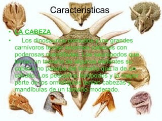 Caracteristicas  LA CABEZA      Los dinosaurios cornudos y los grandes carnívoros tenían enormes cabezas con poderosas mandíbulas. Los saurópodos que tenían un tamaño de algunos elefantes su cabeza no pasaba del tamaño que la de un caballo. Los pequeños terópodos y la mayor parte de los ornistiquios tenían cabezas y mandíbulas de un tamaño moderado.  