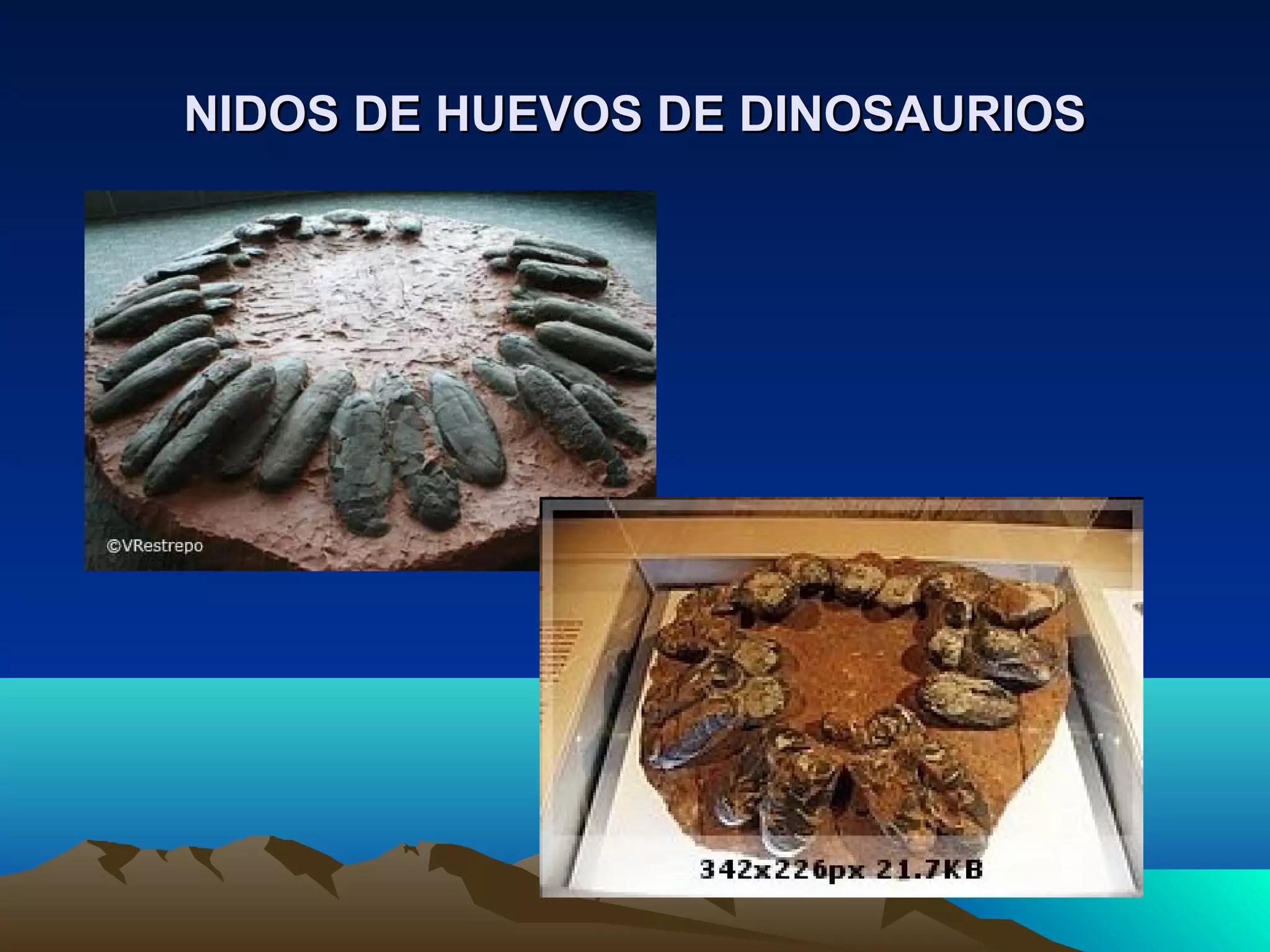 NIDOS DE HUEVOS DE DINOSAURIOSNIDOS DE HUEVOS DE DINOSAURIOS
 
