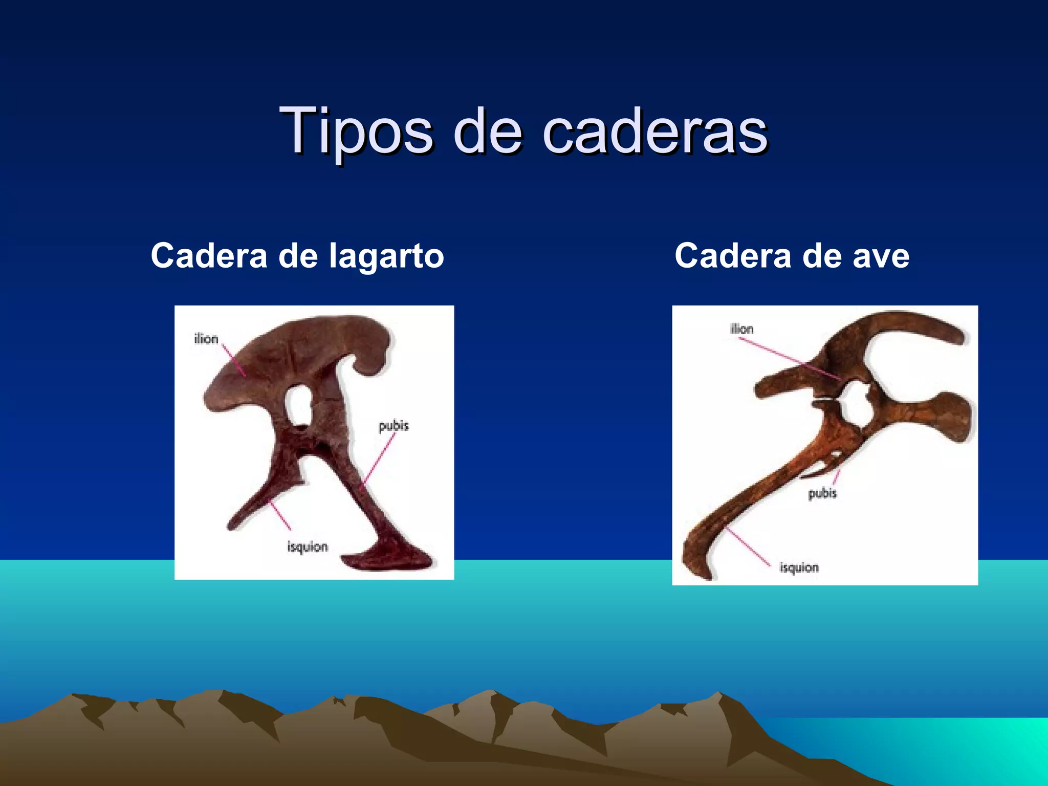 Tipos de caderasTipos de caderas
Cadera de lagarto Cadera de ave
 